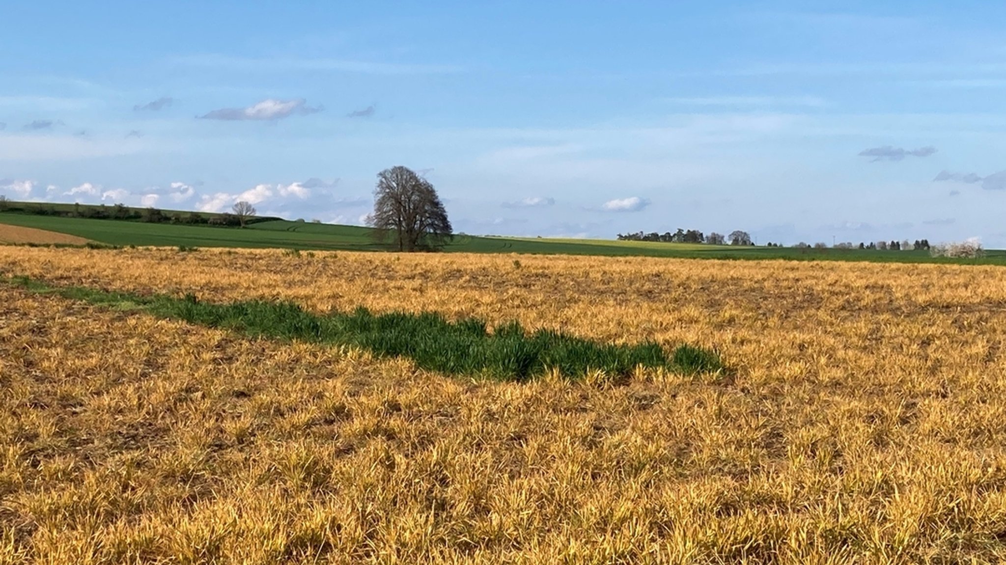 Ein mit Gras bewachsenes Feld. Bis auf einen kleinen grünen Streifen ist das Gras gelb und abgestorben. Es wurde mit Glyphosat besprüht.