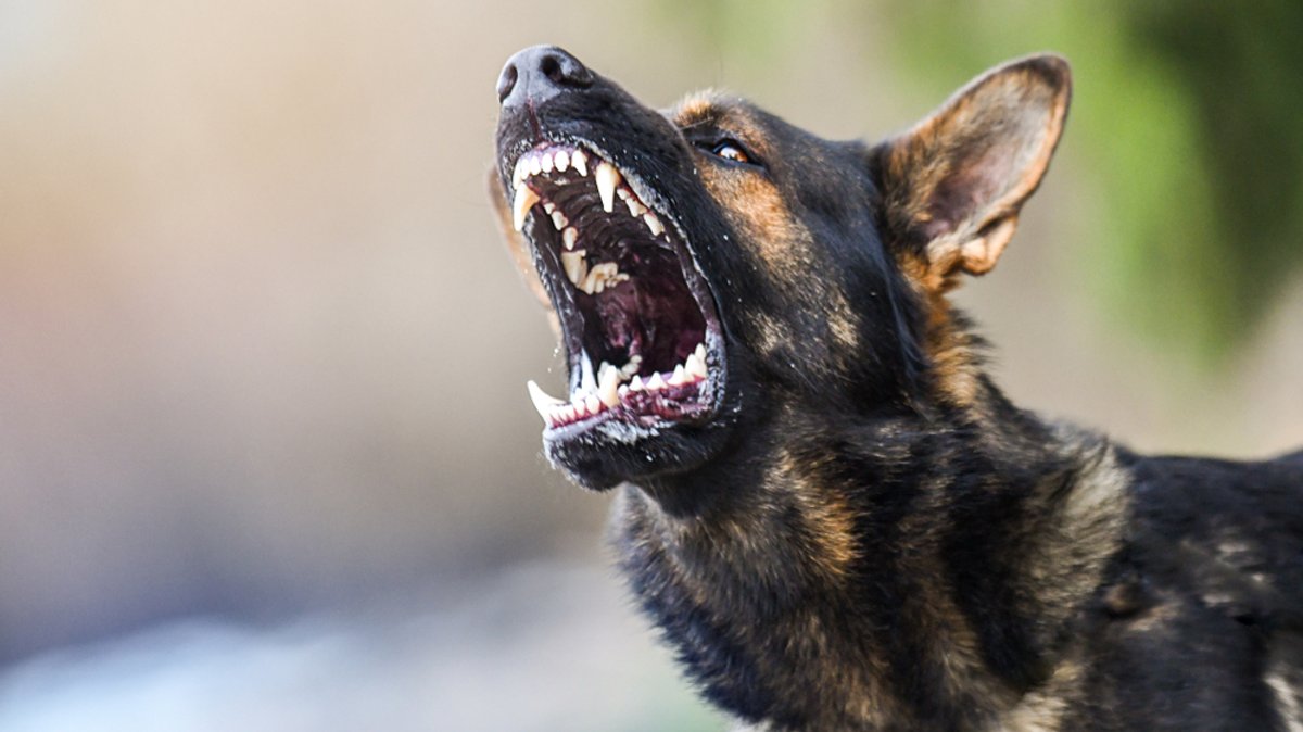 Rehe gejagt und getötet: Nicht angeleinte Hunde außer Kontrolle 