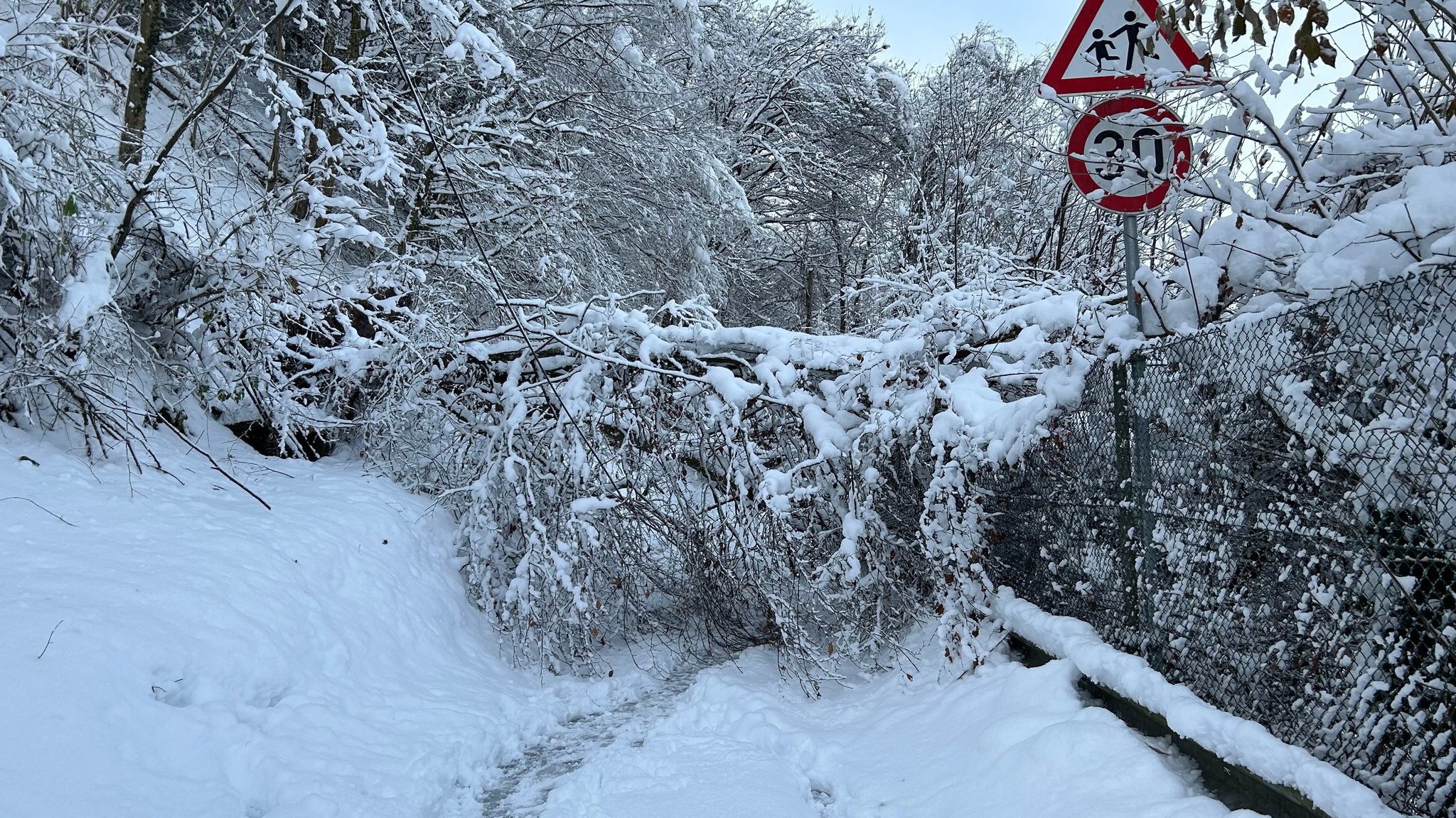 Ein umgestürzter Baum auf dem Weg zur Triftsperre