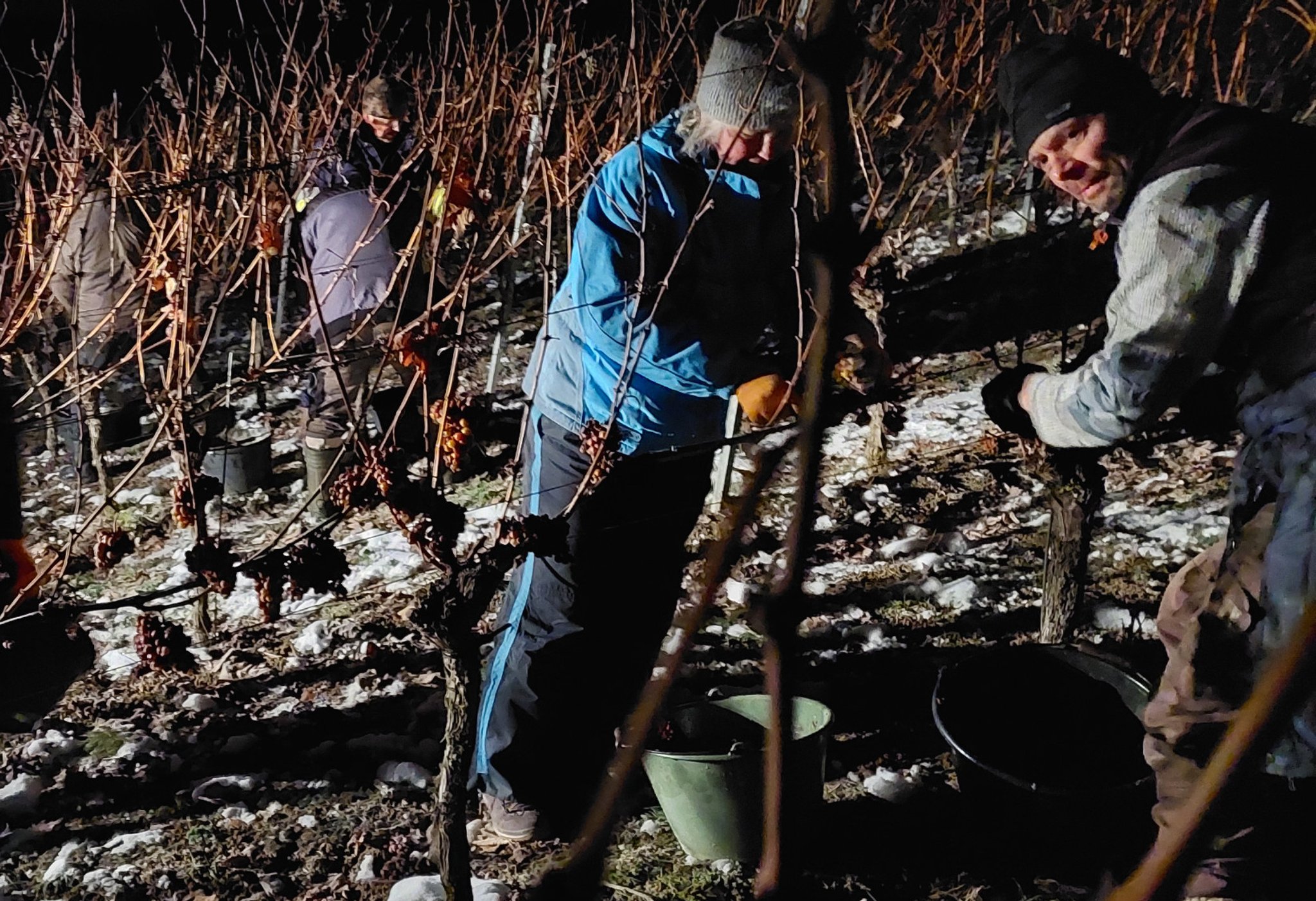 Mehrere Menschen stehen im Weinberg und lesen Beeren für Eiswein.