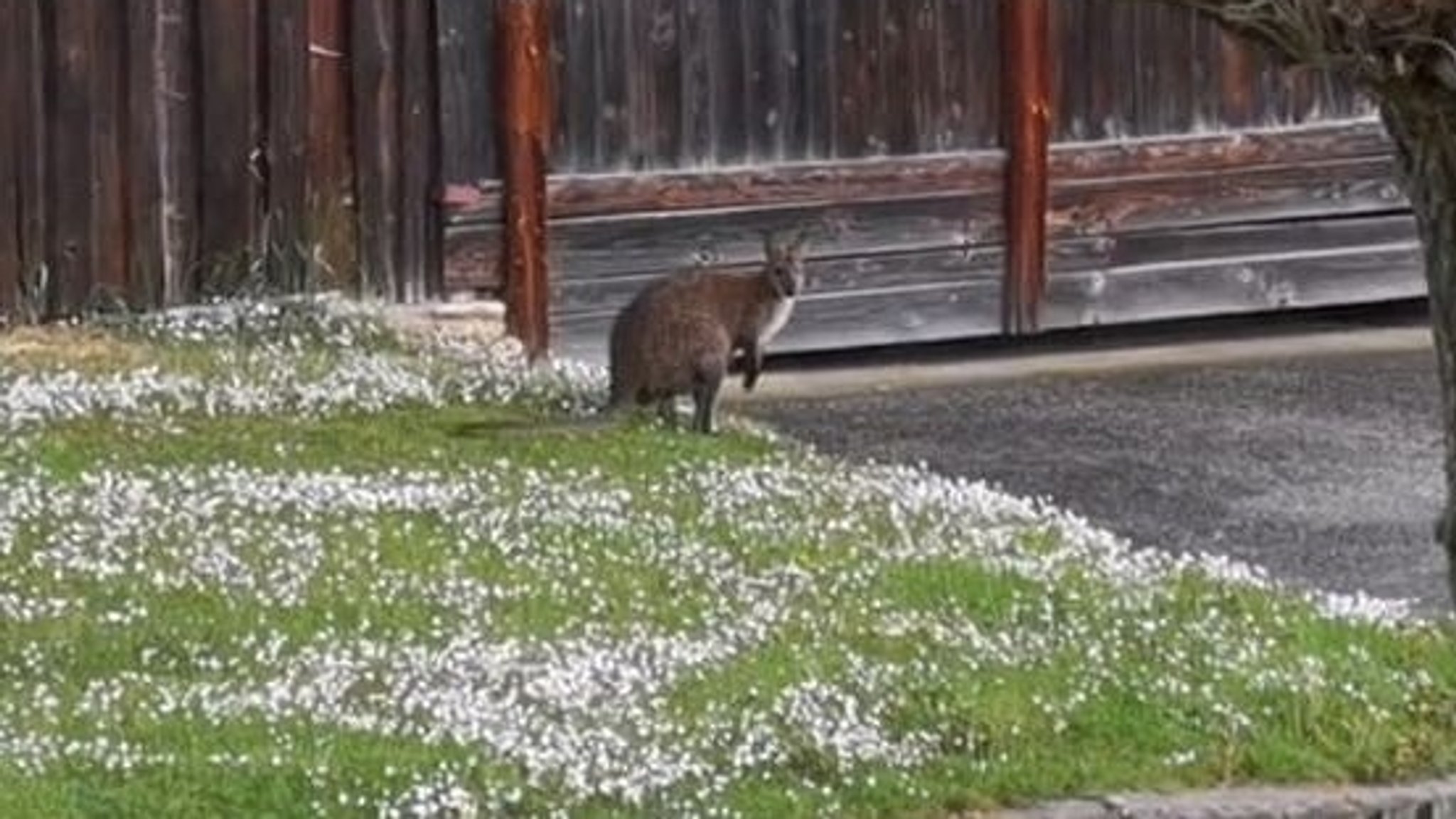 "Skippy" endlich eingefangen - Känguru ist aber verletzt