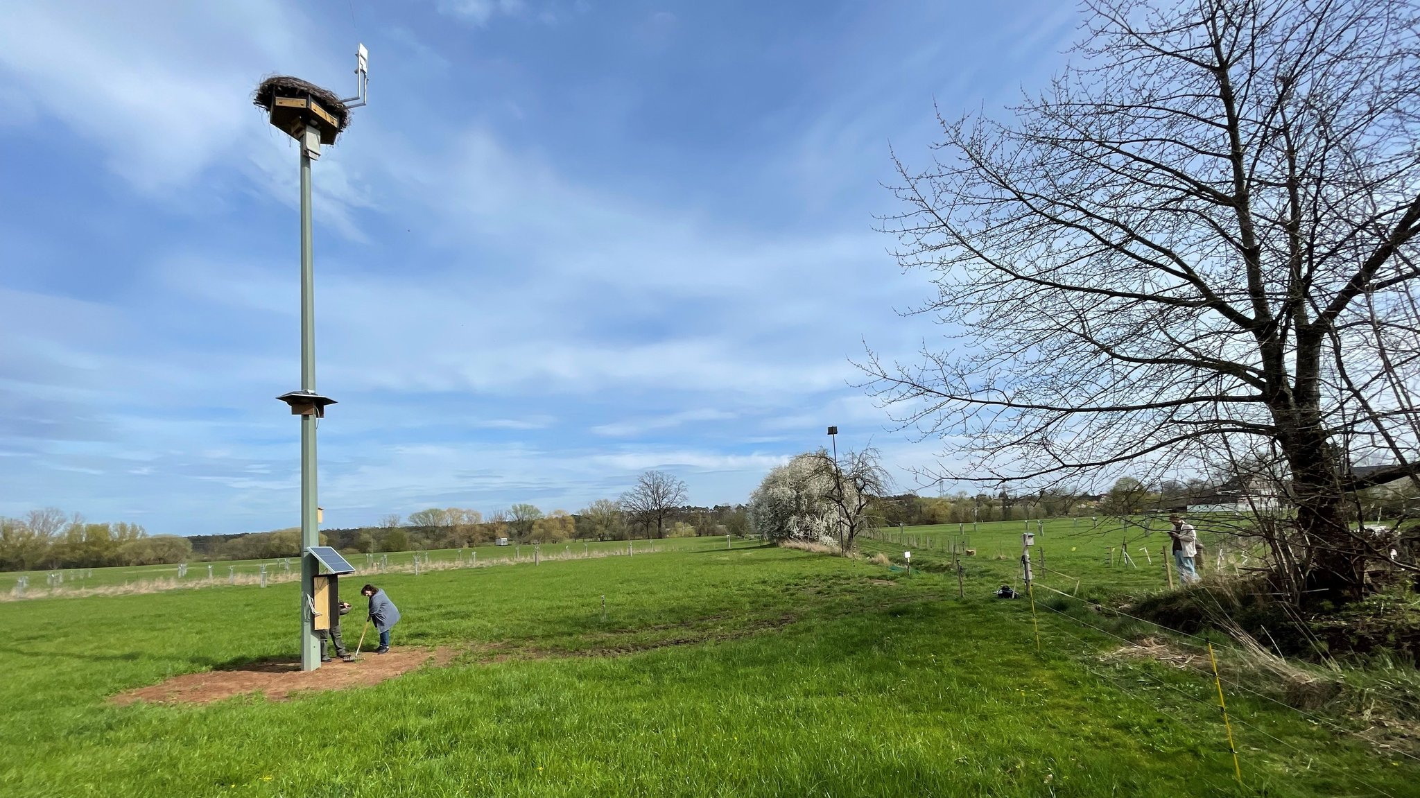 Mitten auf der Wiese steht eine elf Meter hohe Stange mit einem Horst am oberen Ende.