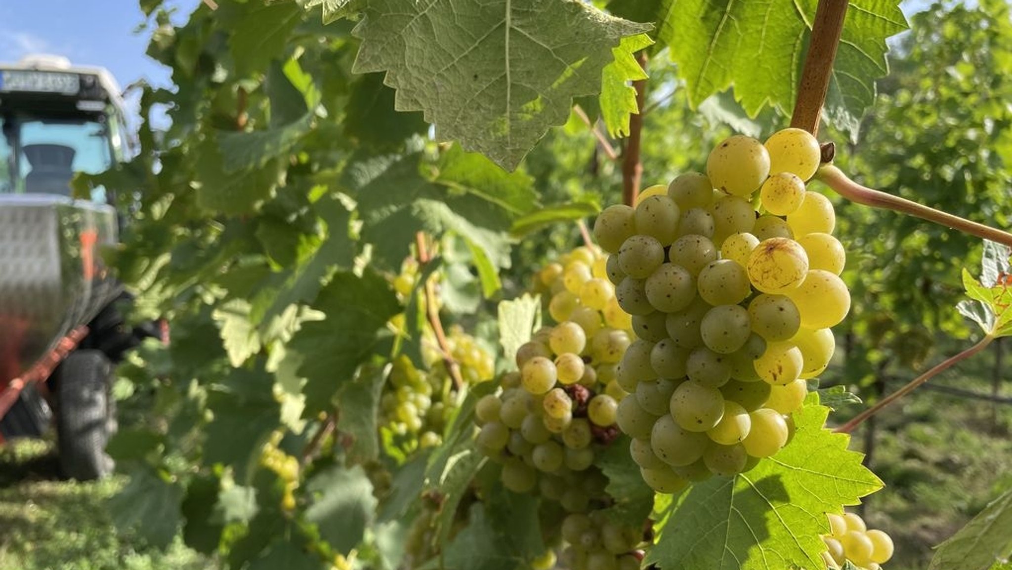 Turbo-Weinlese 2025: Positive Bilanz und Zukunftssorgen