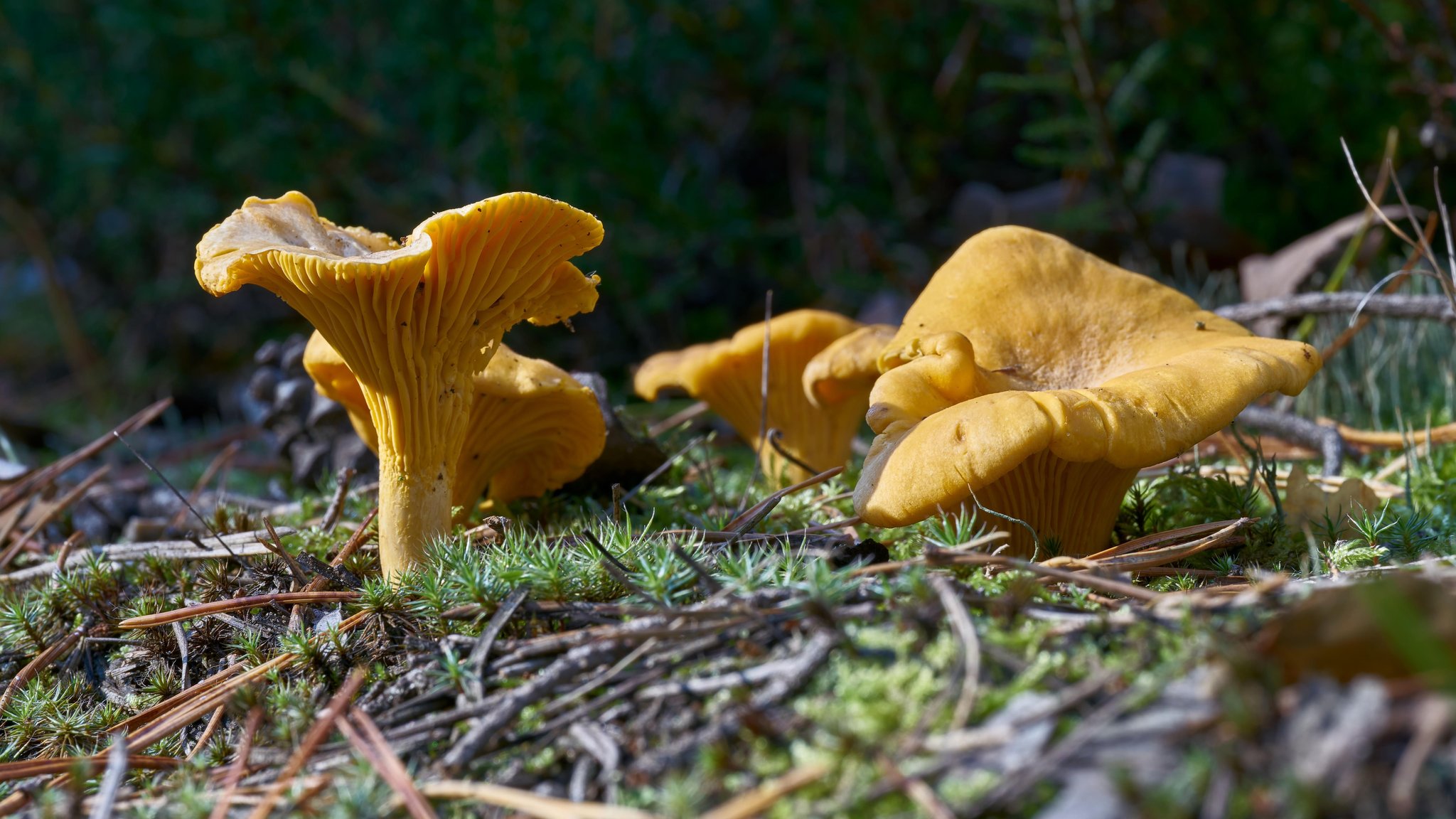 Essbare Pfifferlinge im Wald