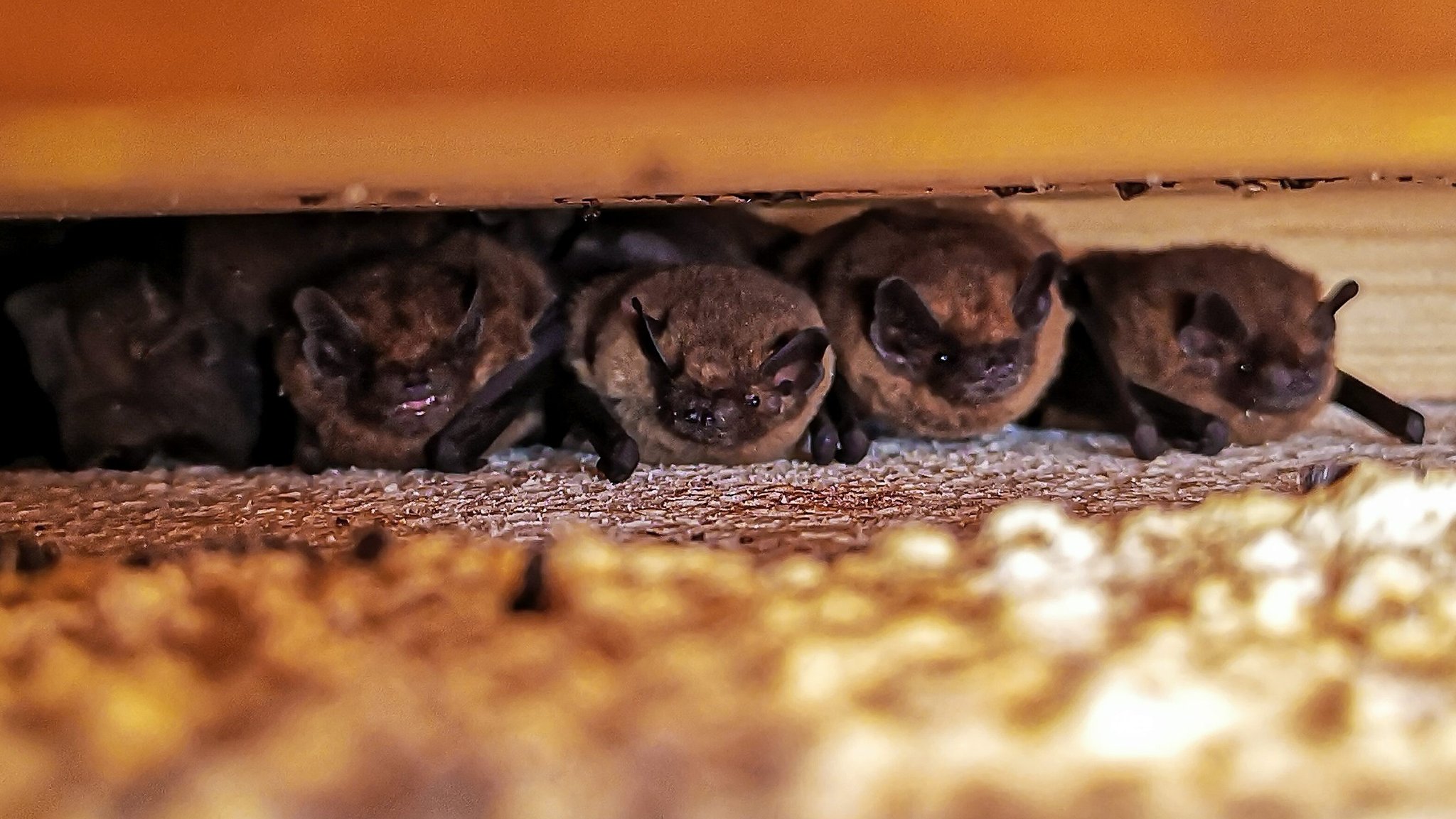 Bewohnerin im Urlaub – Fledermäuse ziehen in Wohnung ein