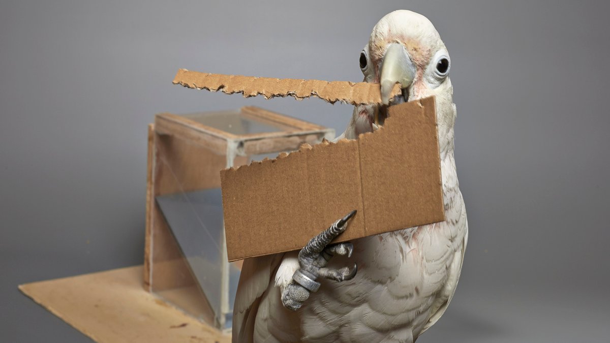 Schlaue Vögel: Kakadus können Werkzeuge bauen und kombinieren