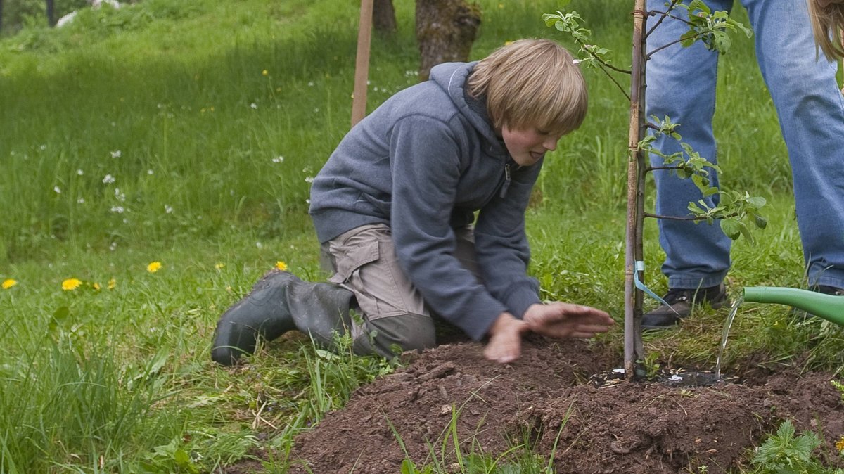 Ein Jugendlicher pflanzt einen Obst-Baum (Symbolbild)