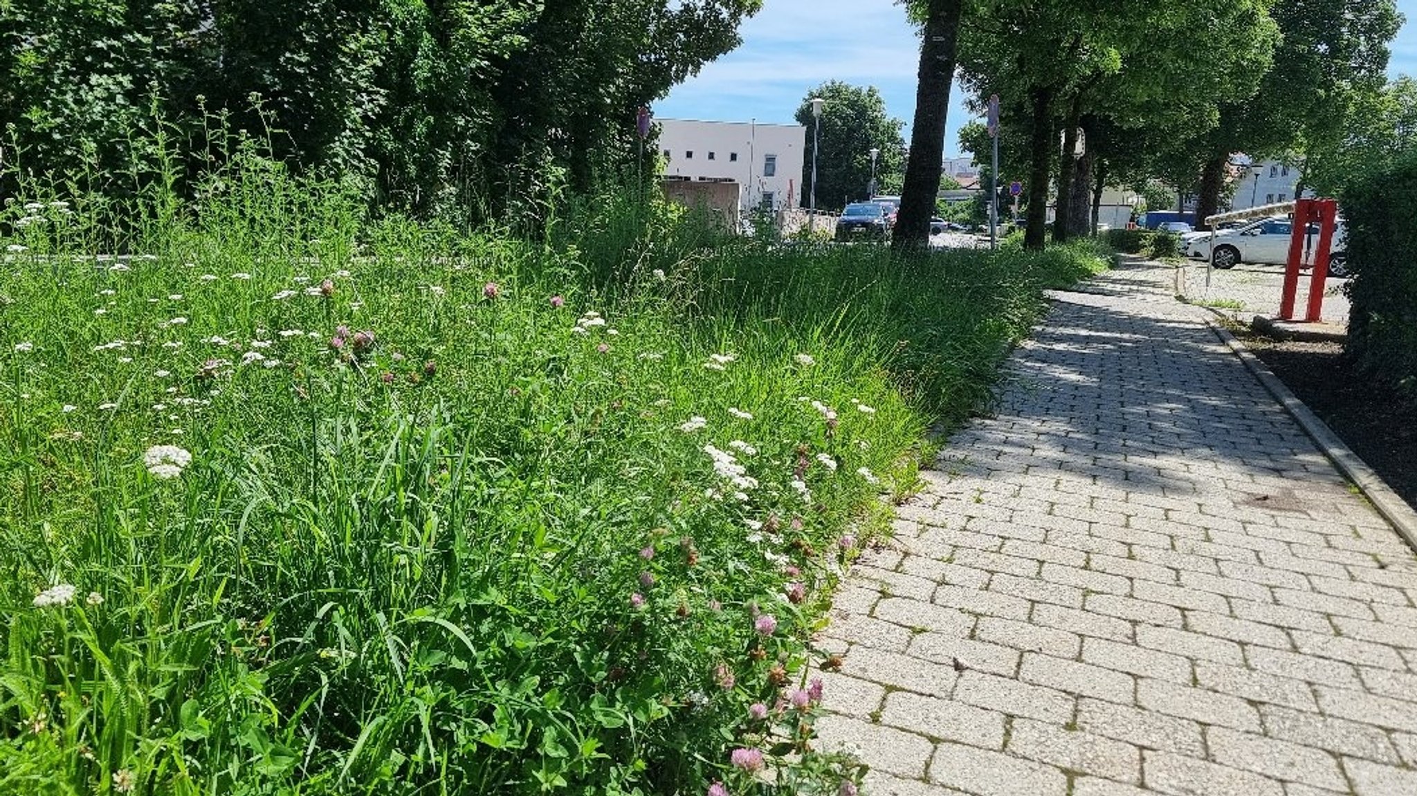 "Rettet die Bienen": Wo die Kommunen heute stehen