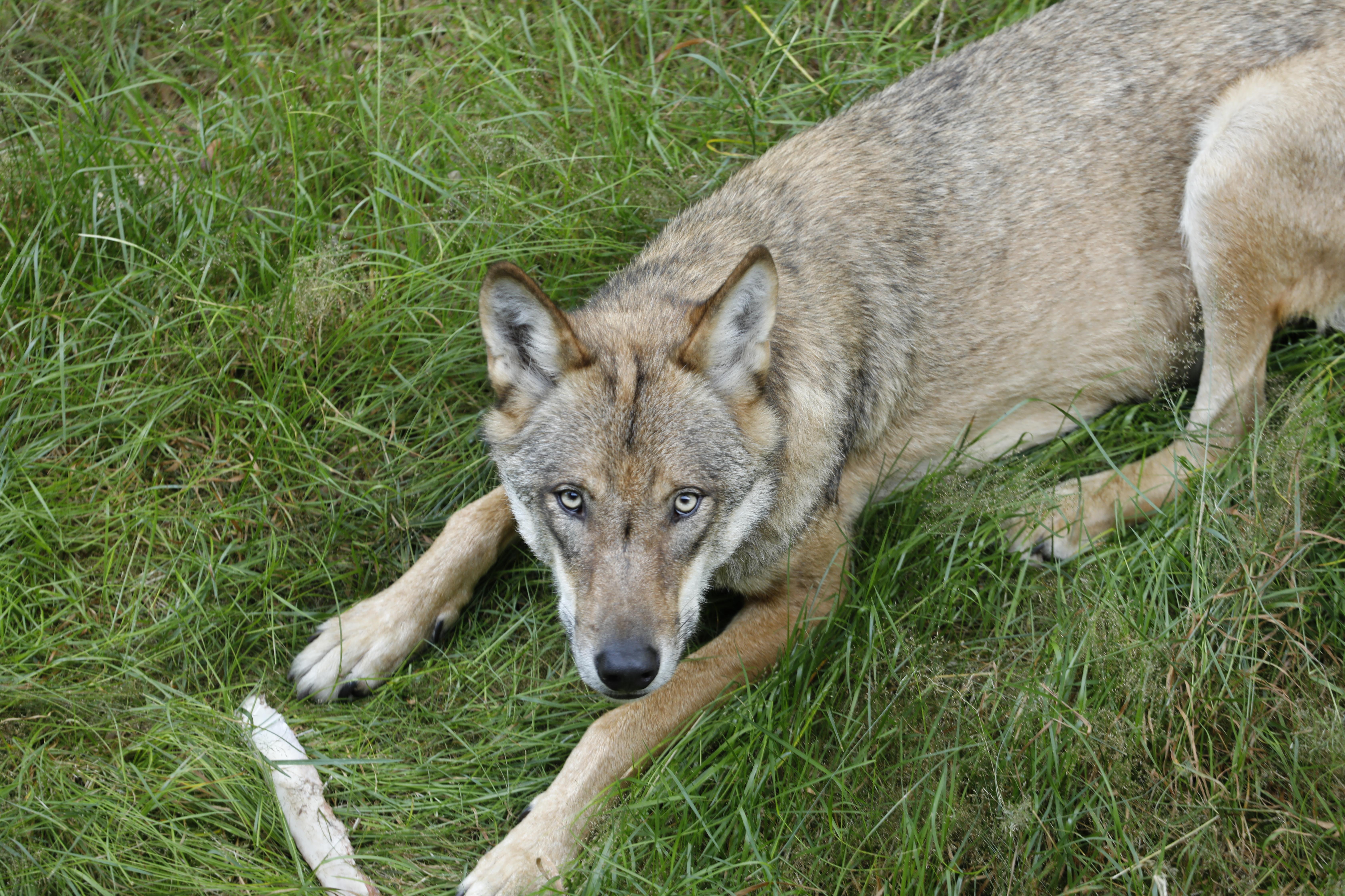 Ein Wolfsrüde aus dem Nationalpark Bayerischer Wald im Tierfreigelände des Hauses zur Wildnis in Ludwigsthal.