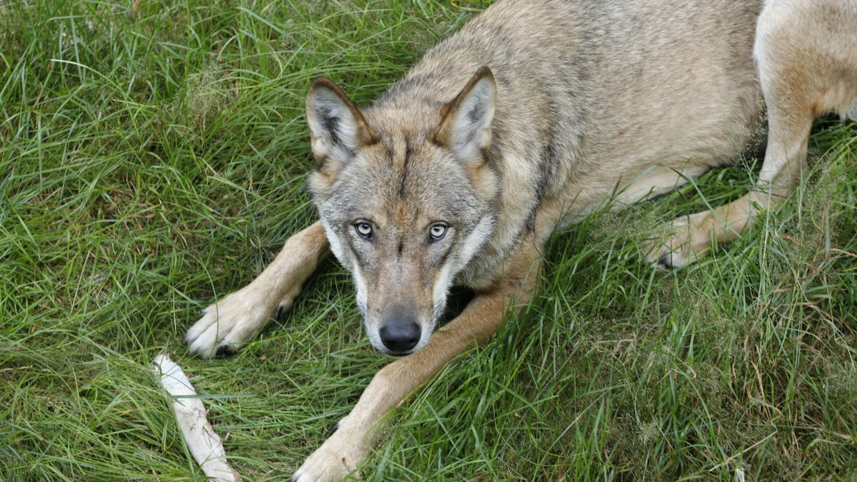 Ein Wolfsrüde aus dem Nationalpark Bayerischer Wald im Tierfreigelände des Hauses zur Wildnis in Ludwigsthal.