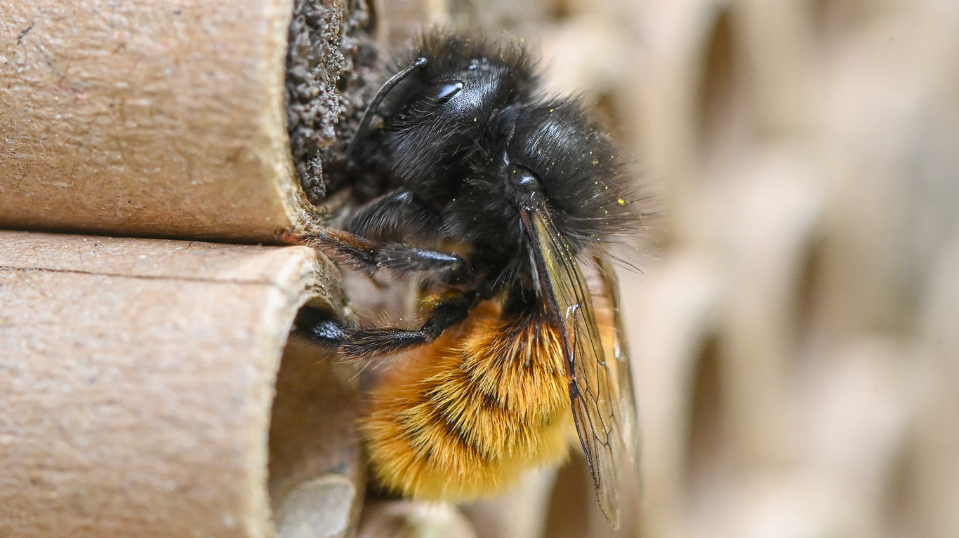 Eine "gehörnte Mauerbiene" vor ihrem Brutröhrchen