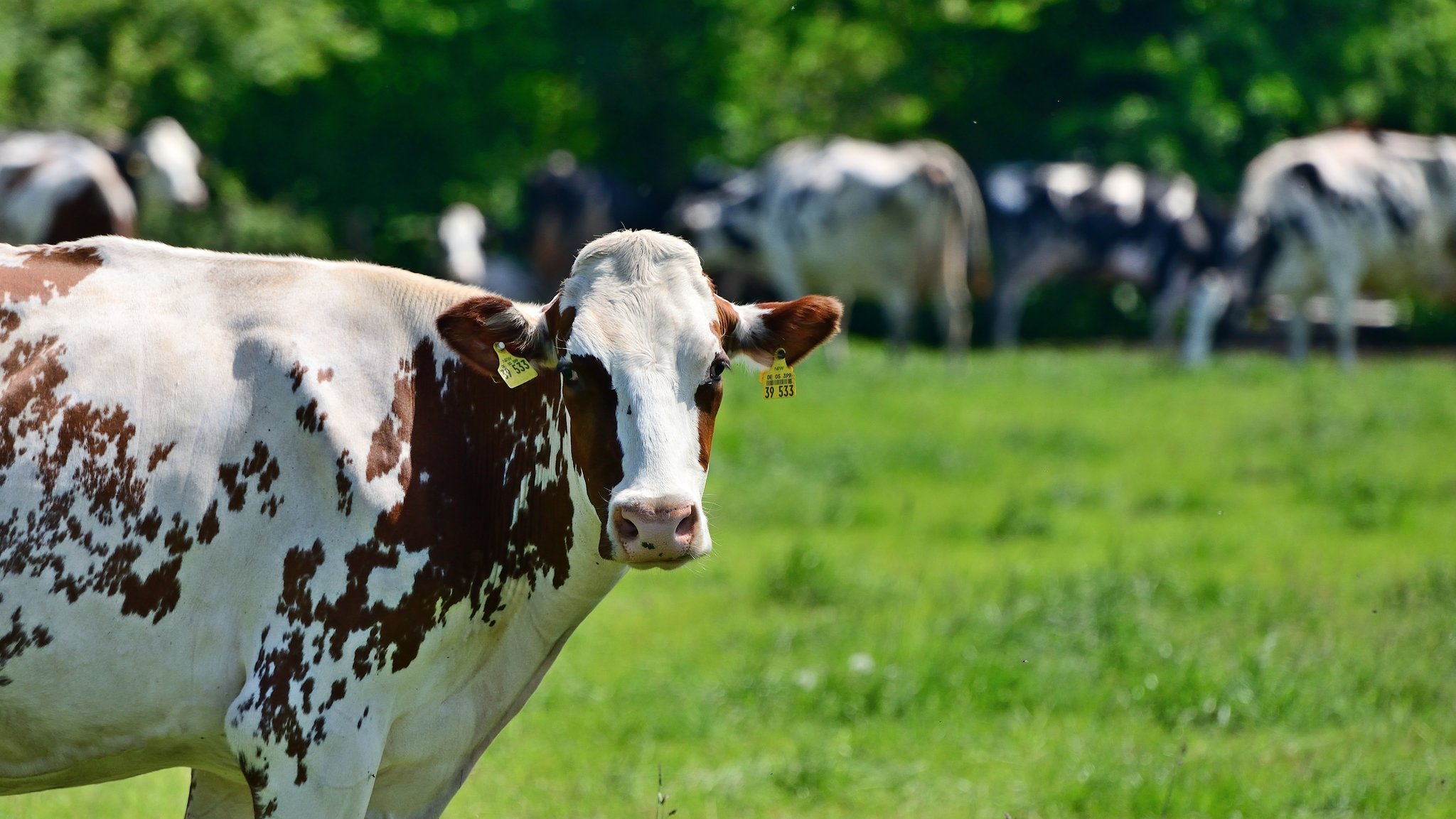 Umweltbilanz von Milch: Bio und Weide vorn