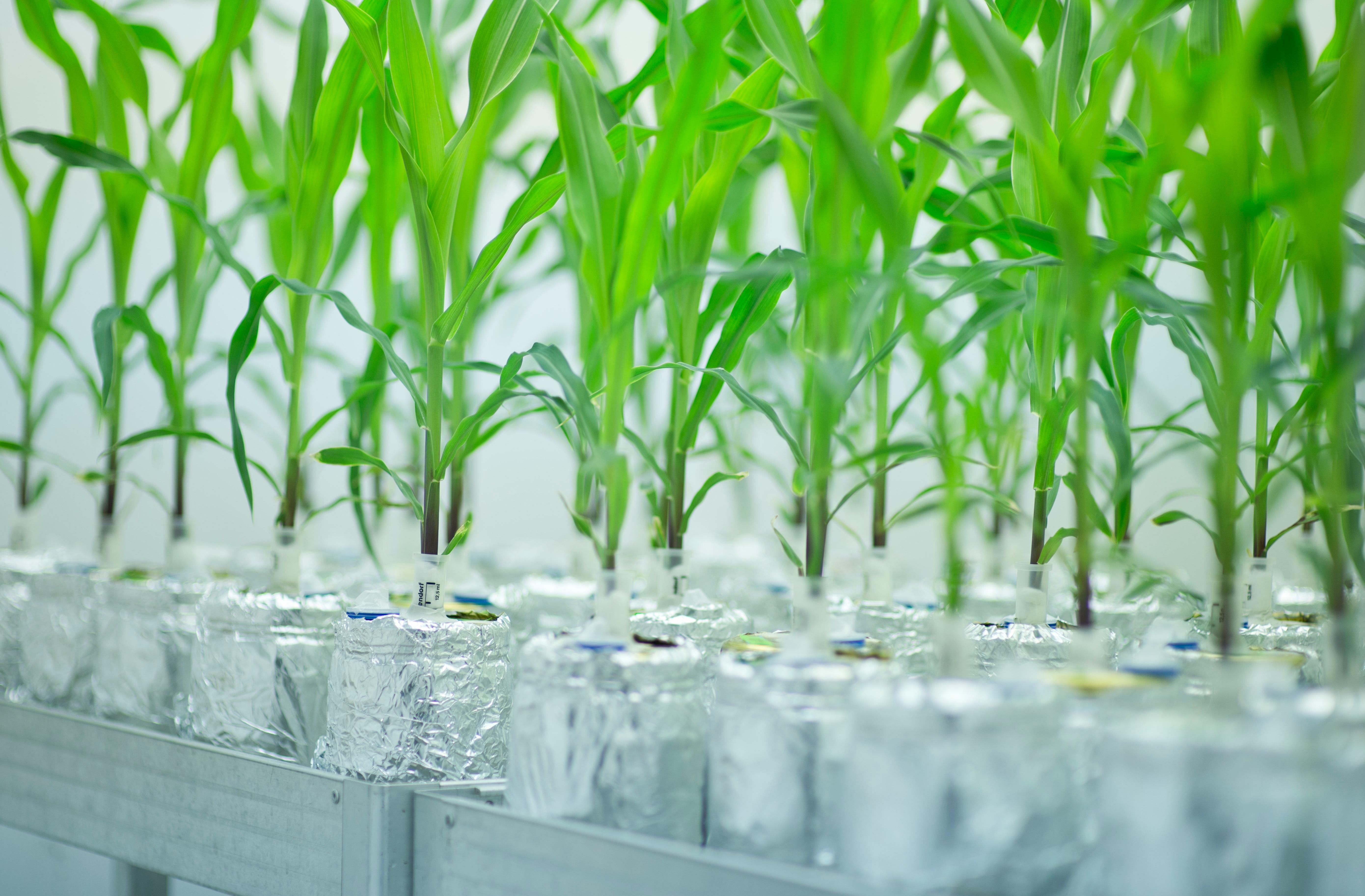 Gentechnisch veränderte Maispflanzen wachsen in einer Phytokammer.