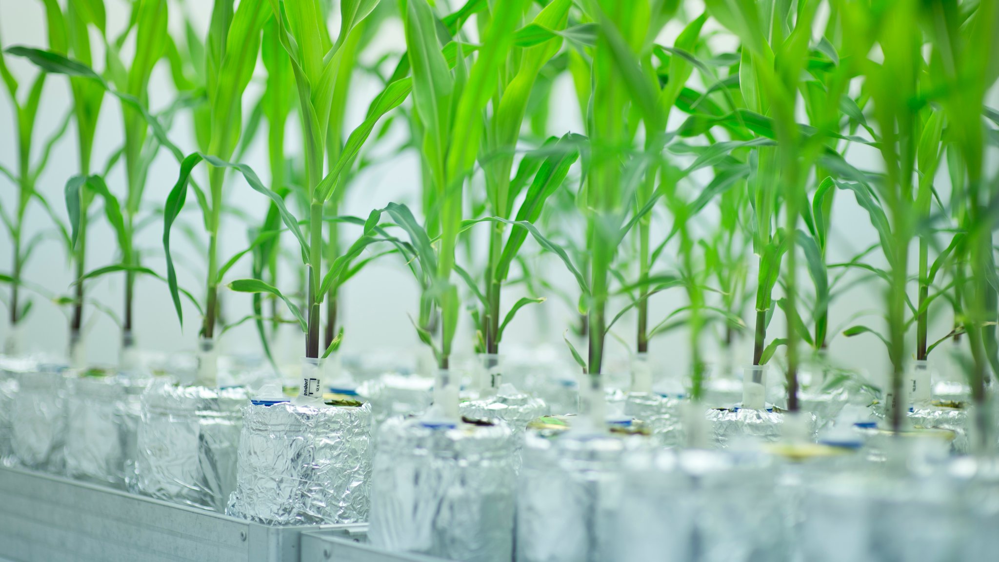 Gentechnisch veränderte Maispflanzen wachsen in einer Phytokammer.