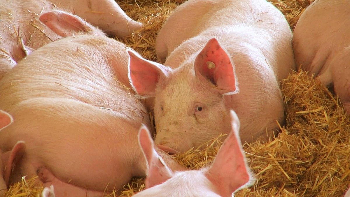 Tierwohlmilliarde: Bayerische Bauern bleiben skeptisch