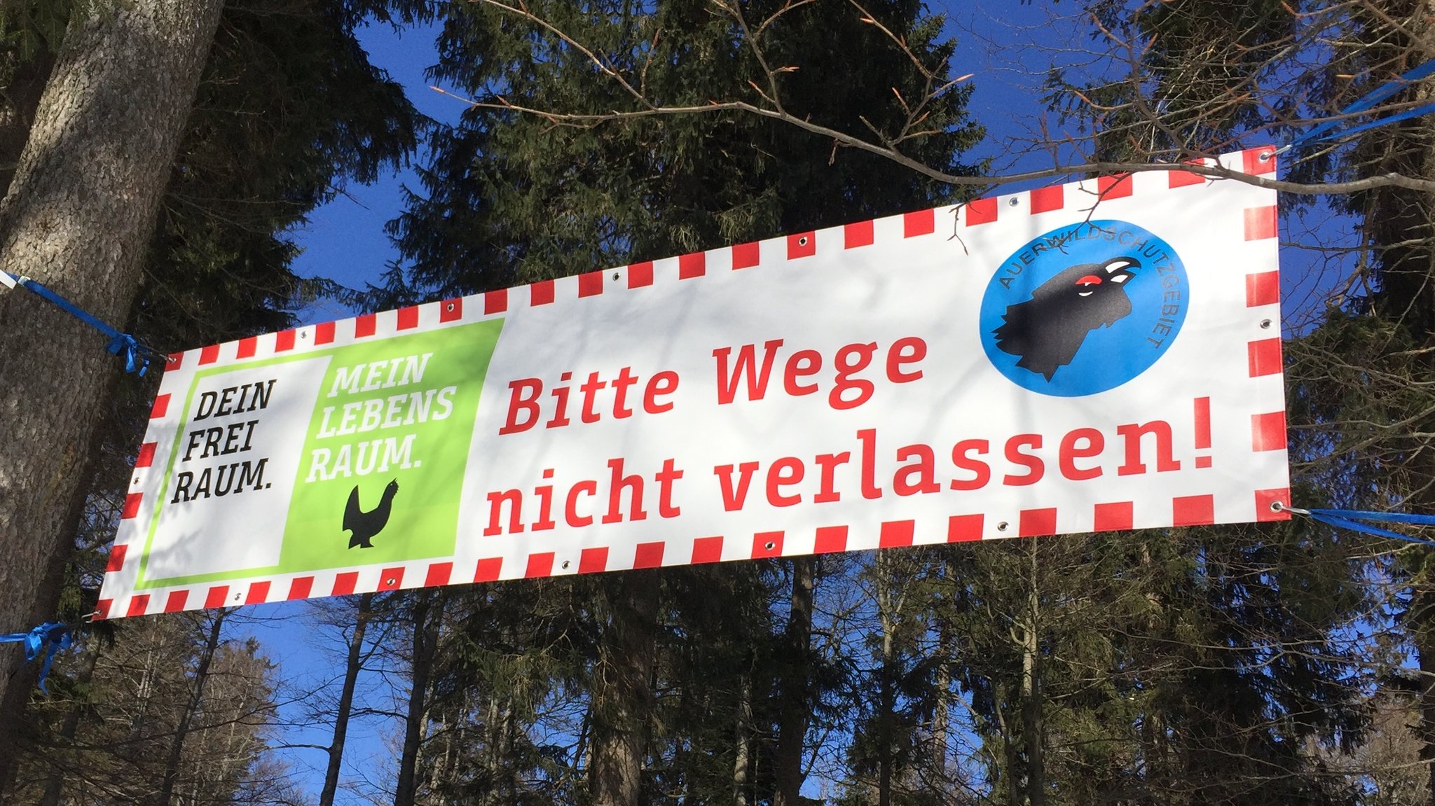 An beliebten Wanderwegen im Arber-Gebiet sind seit kurzem zwölf große Banner mit einem Auerhahn-Symbol zwischen den Bäumen gespannt. 