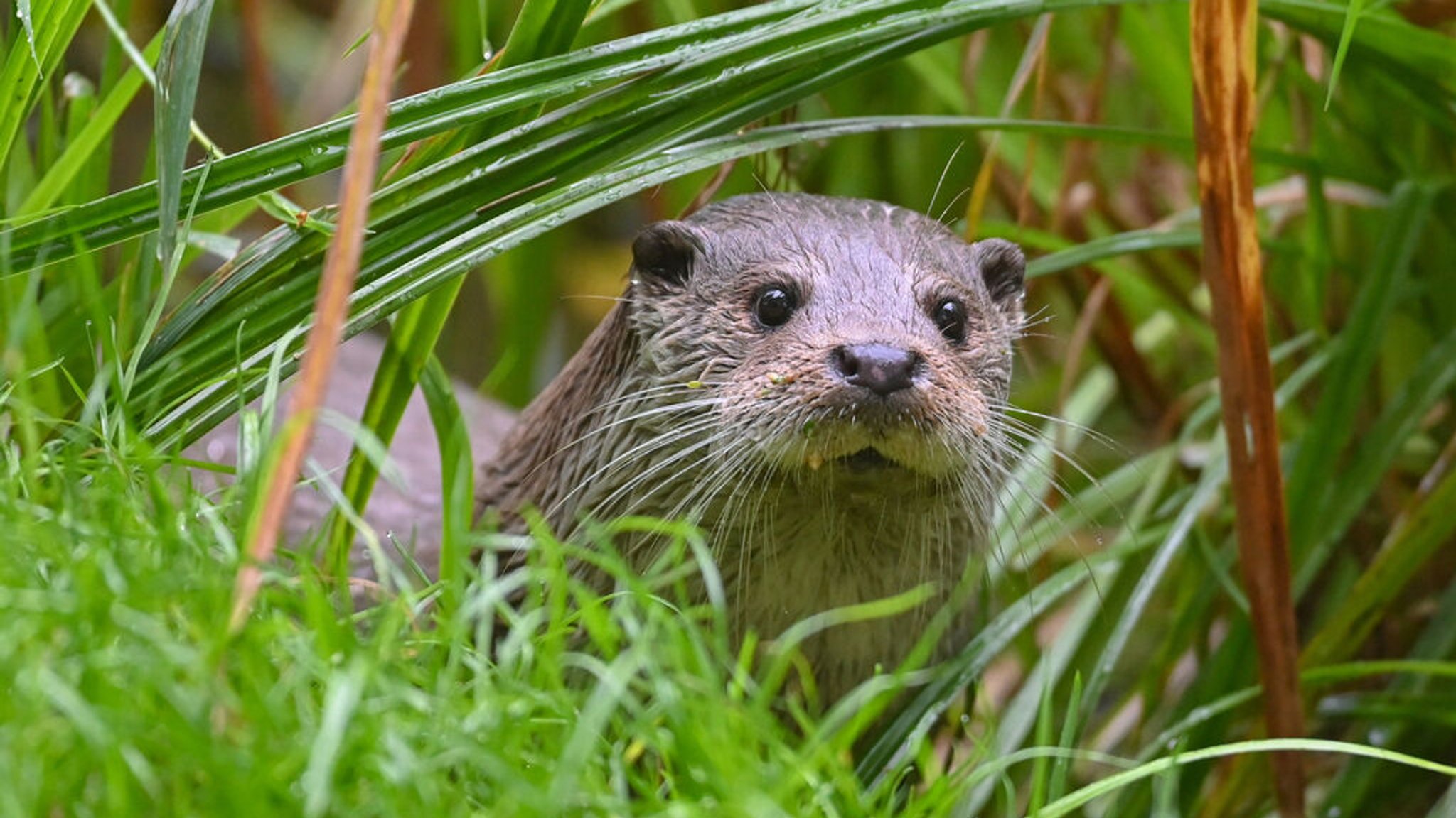 VGH-Urteil: Fischotter darf in Oberfranken nicht getötet werden