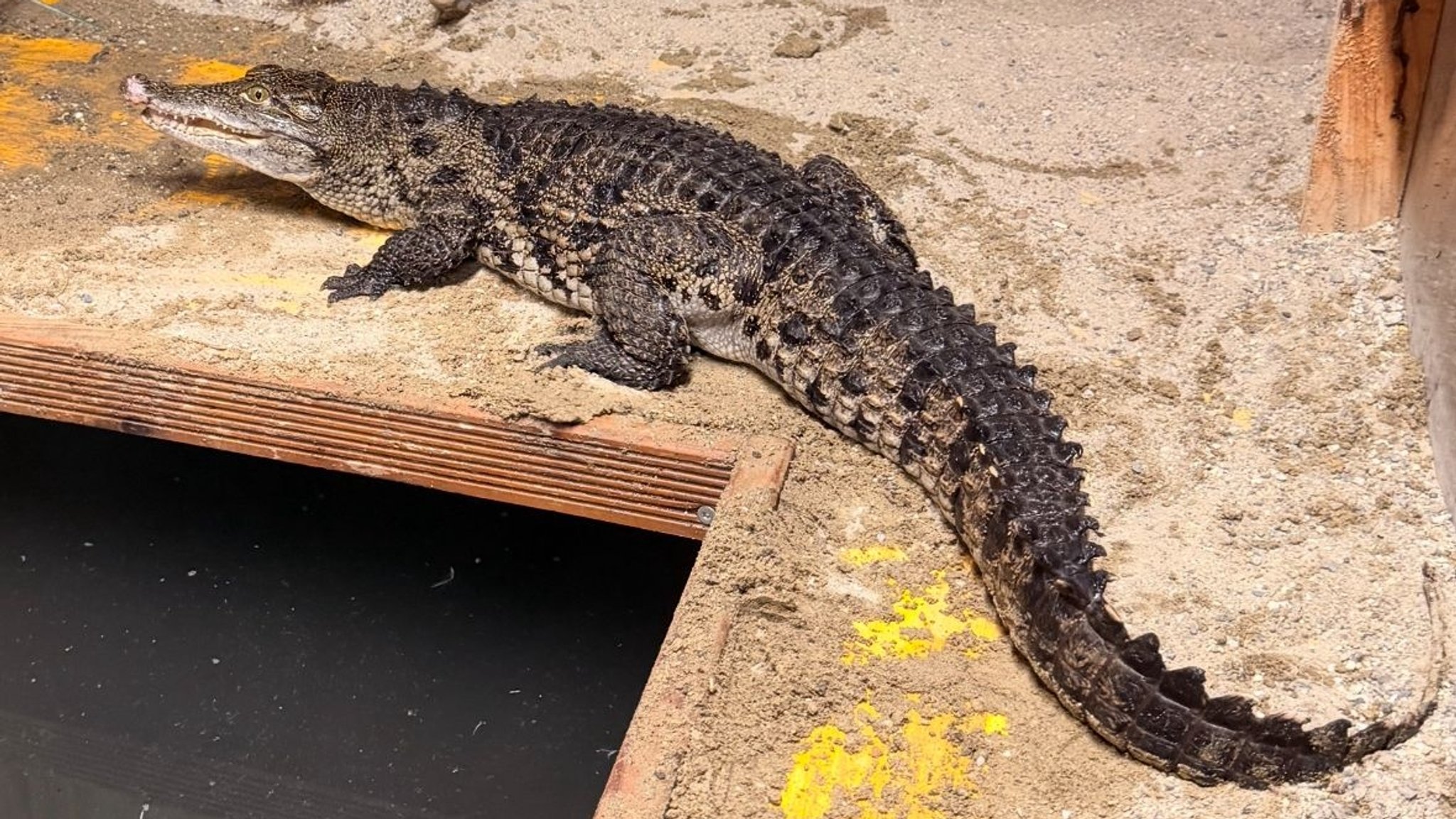 Das Nilkrokodil Elinor zieht um ins Allgäu. | Bild: Tobias Blaha/ Bioparc Genève Das Nilkrokodil Elinor zieht um ins Allgäu.