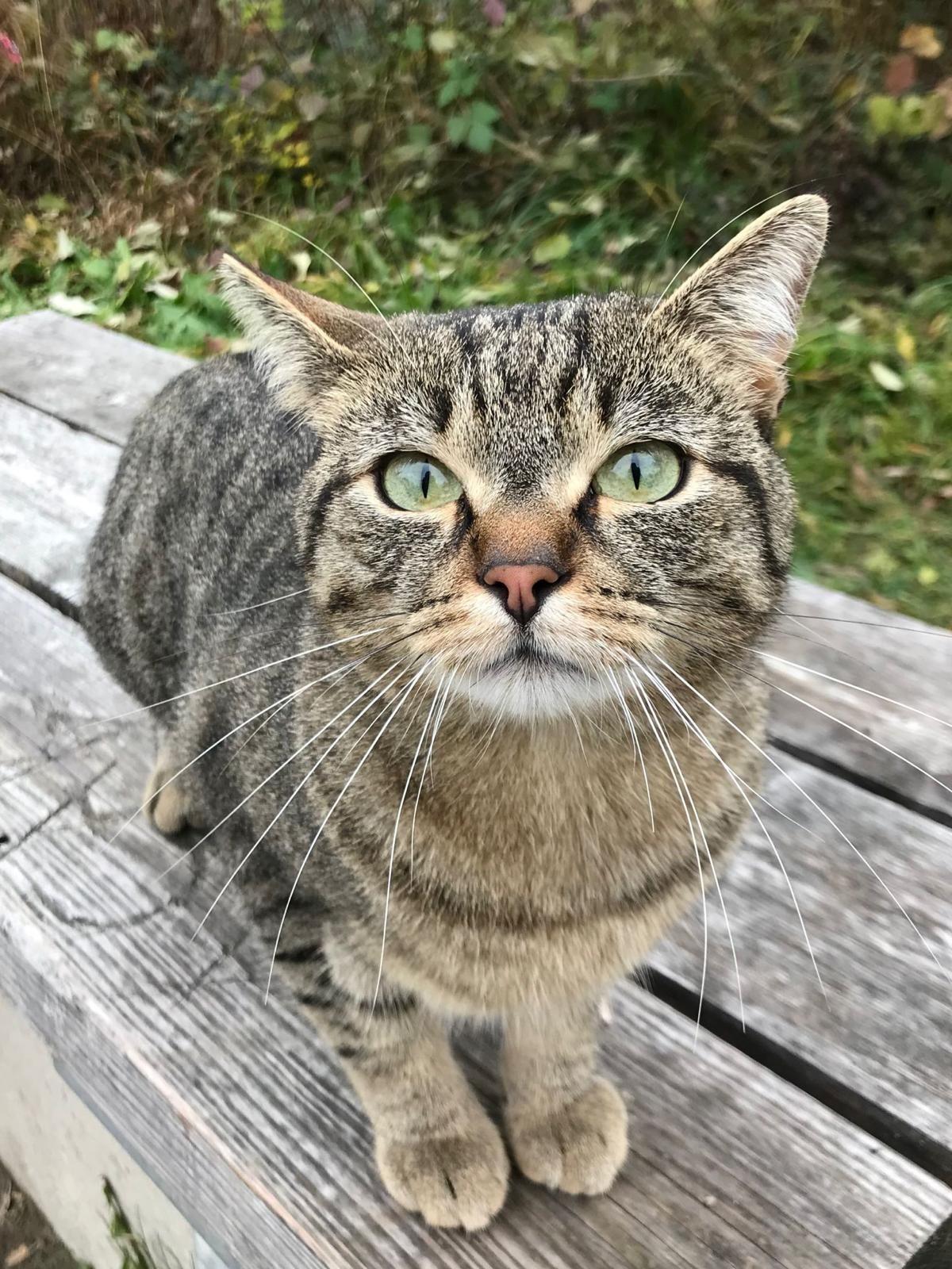 Der vierjährige Kater Pascha aus Dingolfing blickt neugierig in die Kamera. 