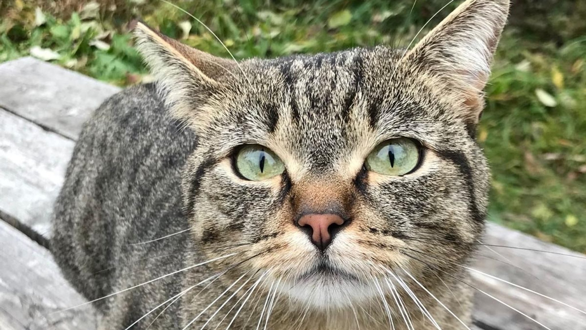 Der vierjährige Kater Pascha aus Dingolfing blickt neugierig in die Kamera. 