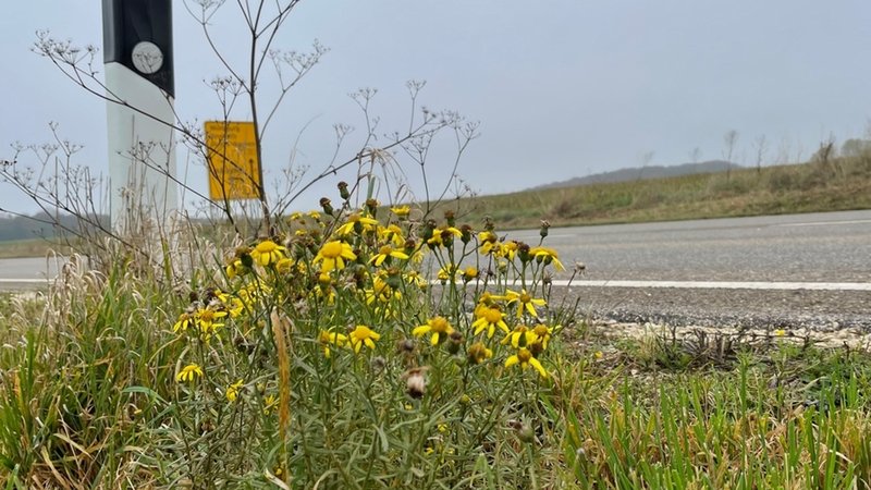Giftiges Jakobskreuzkraut am Straßenrand | Bild: BR / Vera Held Giftiges Jakobskreuzkraut am Straßenrand
