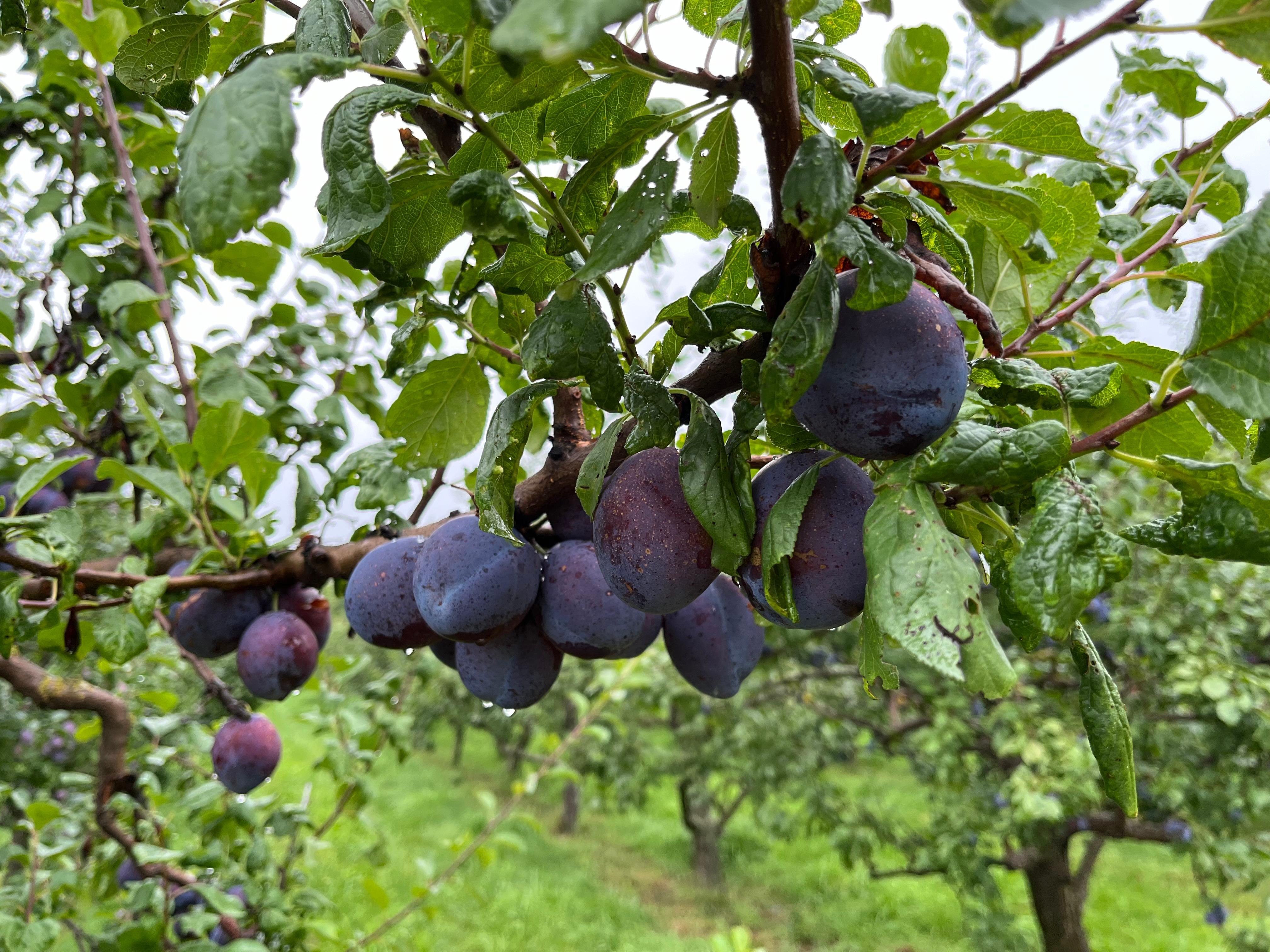 Zwetschgen in der Fränkischen Schweiz, Landkreis Forchheim