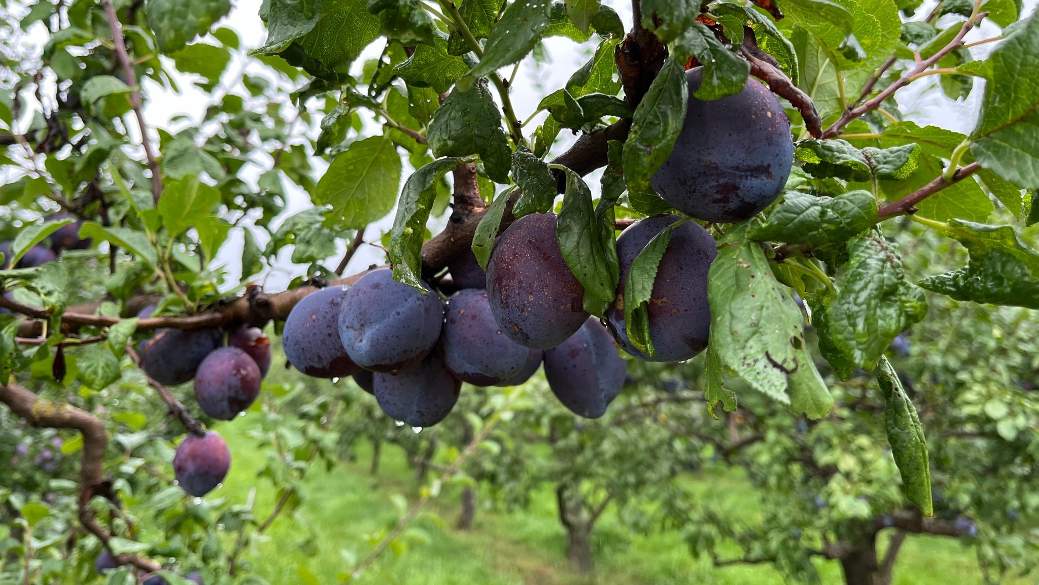 Zwetschgen-Ernte macht Obstbauern in Franken Sorgen