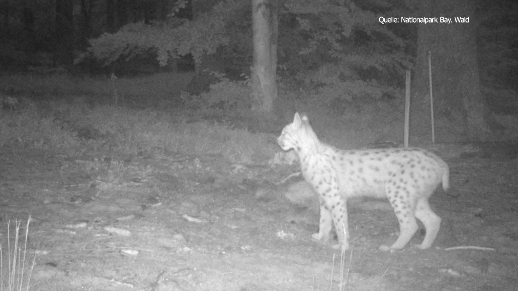 Im Bayerischen Wald wächst die Luchspopulation. Vorletztes Jahr wurden 33 Tiere im Nationalpark nachgewiesen. Doch das sind immer noch zu wenige. Zudem ist ihr Genpool zu klein. So sind die Tiere von einer besonderen Gefahr bedroht - von Inzucht.