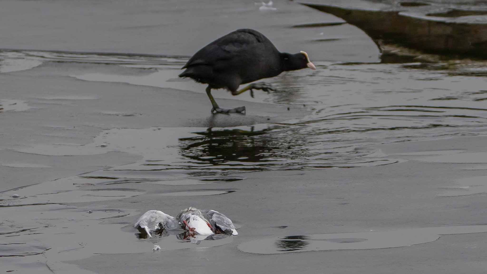 Tote Lachmöwe im Wasser und daneben eine Bleßralle auf Futtersuche (Archiv)