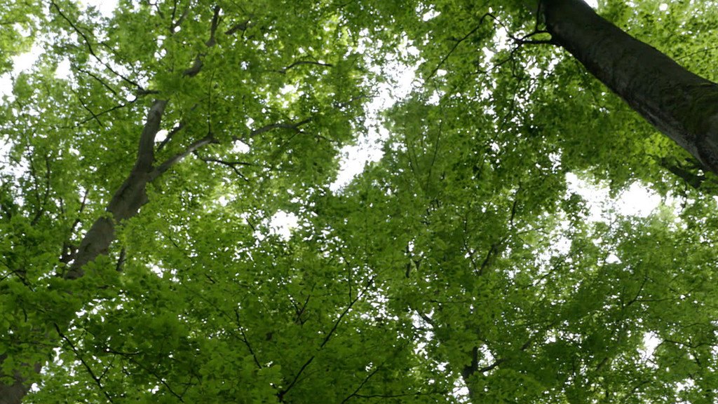 Der Steigerwald als Nationalpark – dafür setzen sich Naturschutzverbände erneut ein. | Bild: BR Der Steigerwald als Nationalpark – dafür setzen sich Naturschutzverbände erneut ein.