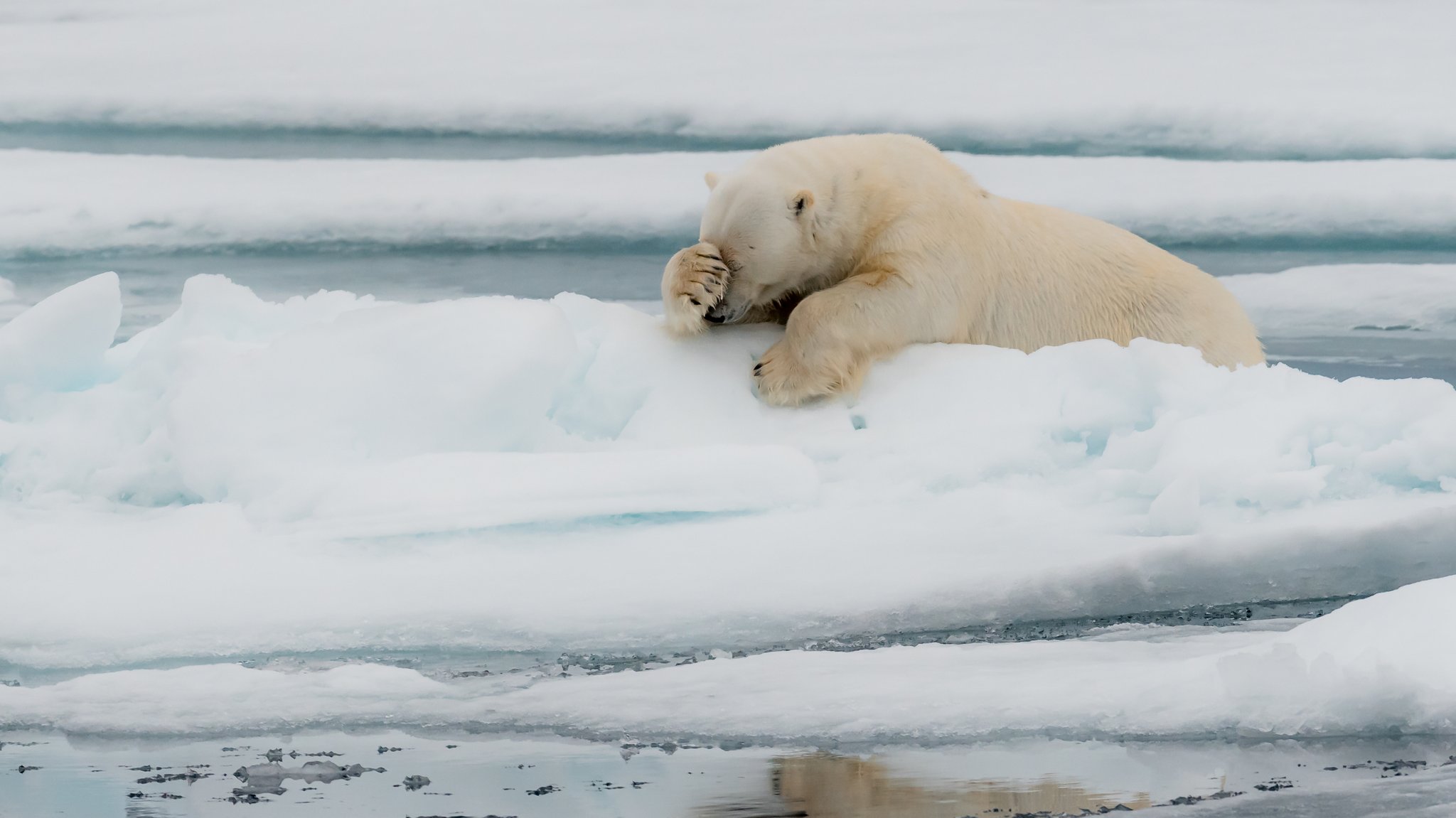 Eisbär "lamentiert".