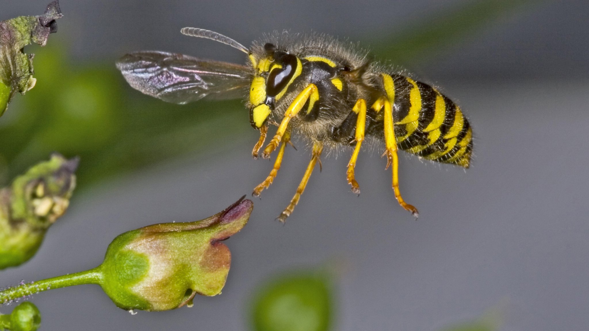 Symbolbild: Eine Waldwespe im Anflug auf eine Pflanze