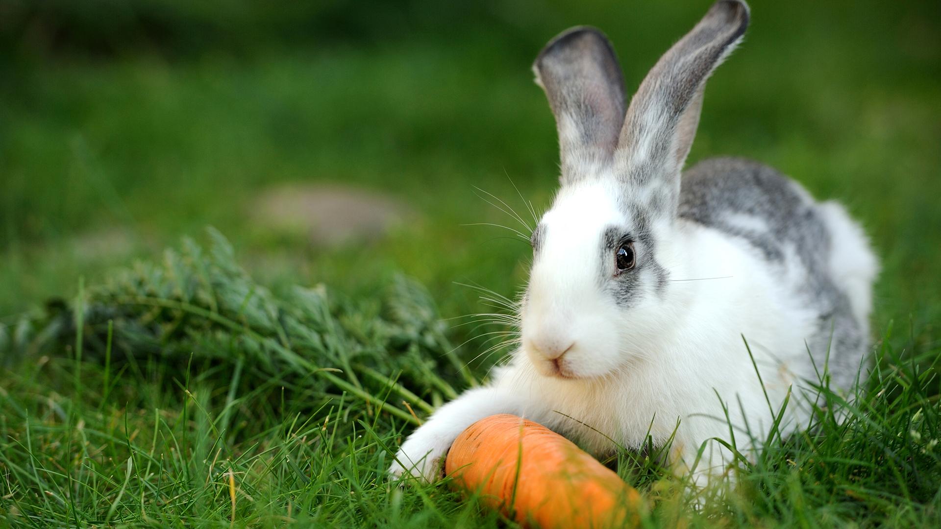 Заяц ест морковку