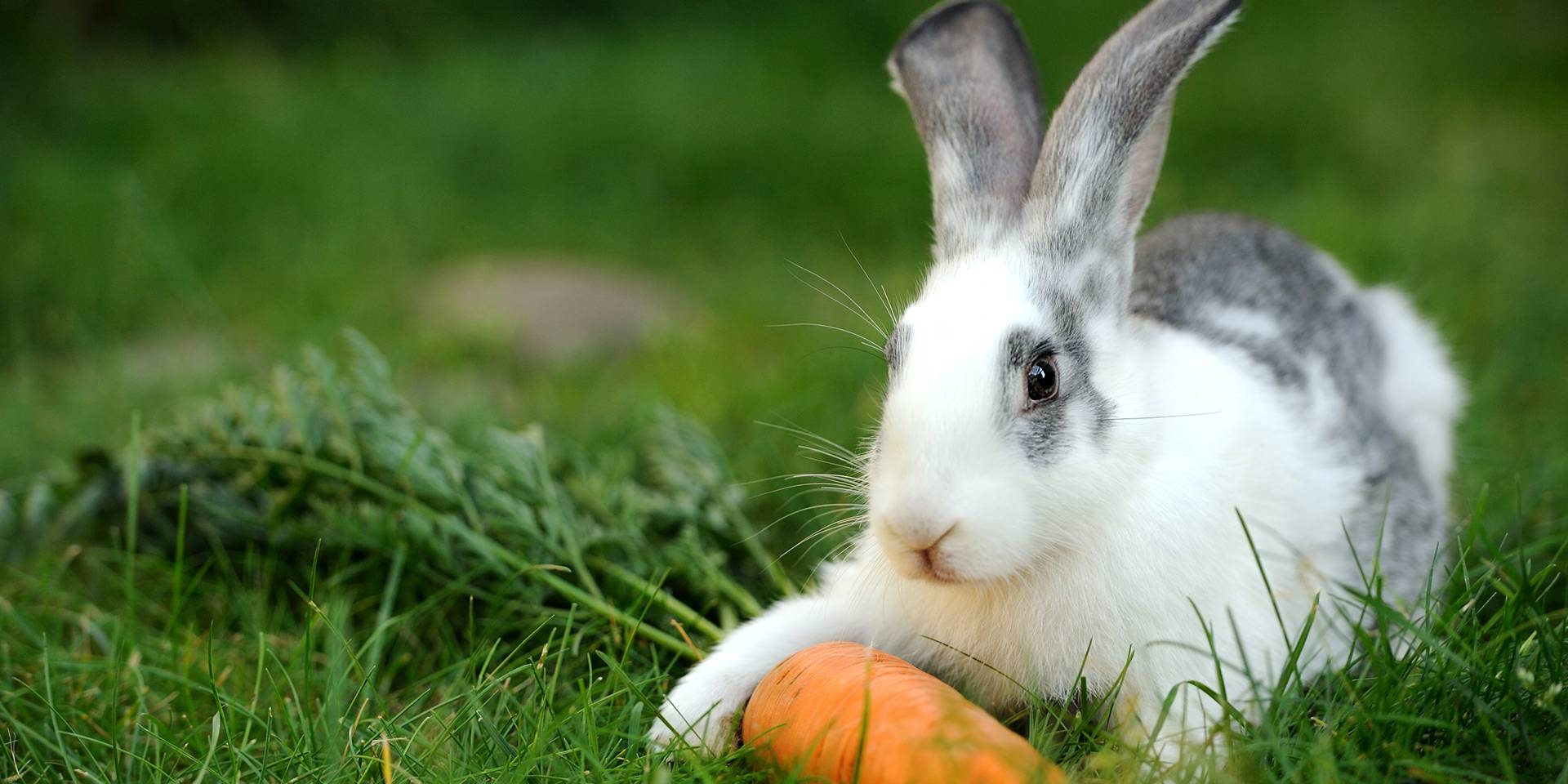 Wie Fies Ist Das Denn Militante Tierschutzer Klauen Kleinem Madchen Ihre Kaninchen Bayern 3