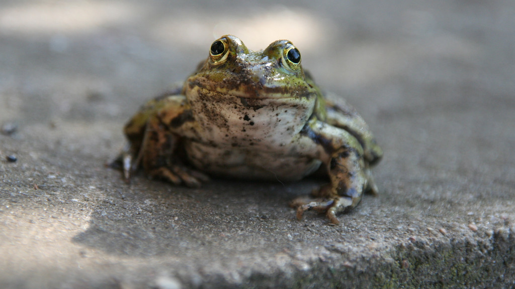 Ein Frosch sitzt auf einer Betonplatte