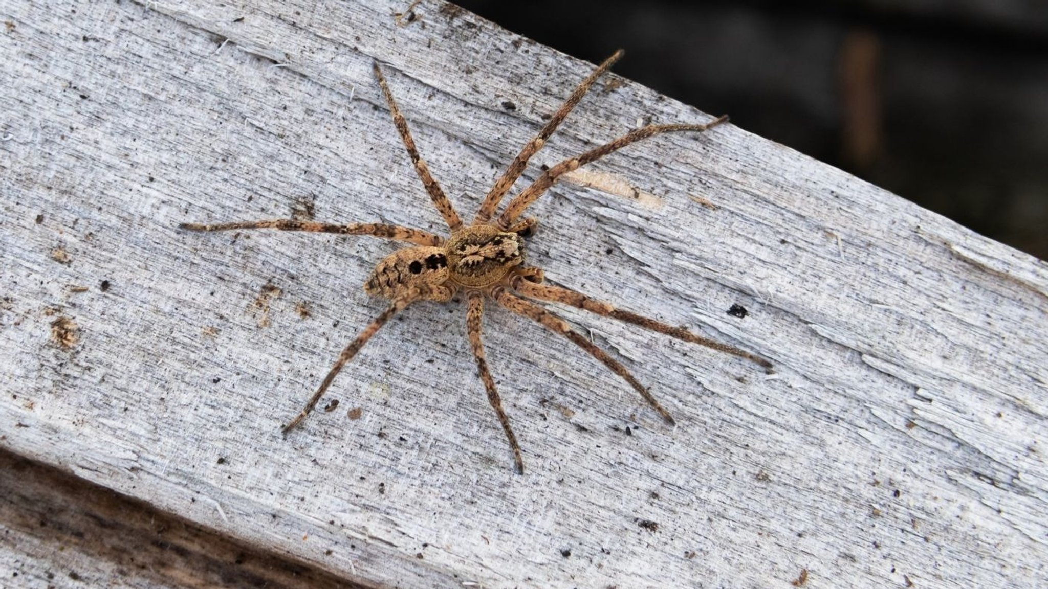 Bräunliche Spinne auf einem Stück Holz. | Bild: dpa-Bildfunk/Robert Pfeifle Bräunliche Spinne auf einem Stück Holz.
