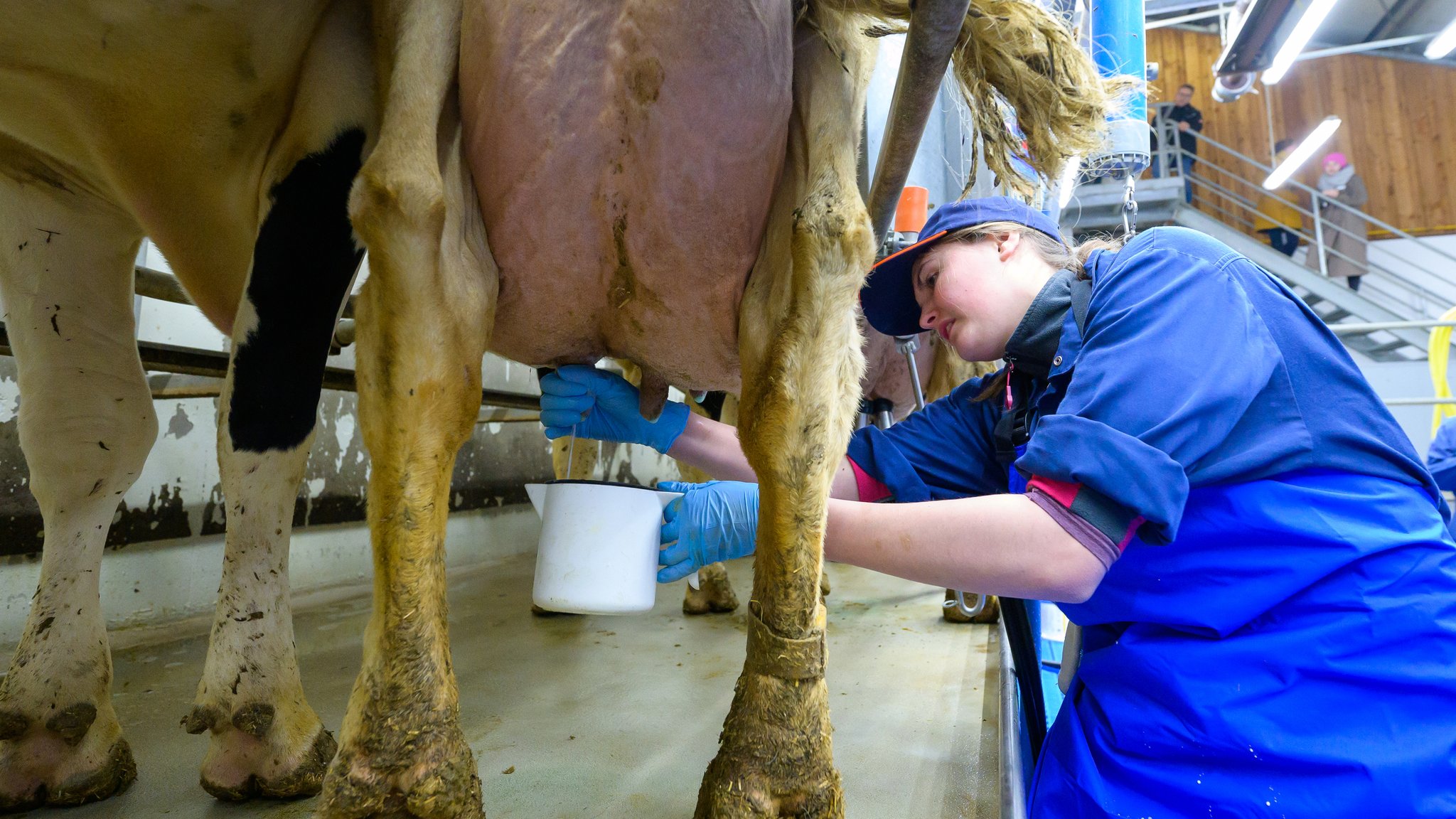 Melk- und Betriebshelfer müssen bezahlt werden, wenn der Bauer krank ist. | Bild: picture alliance/dpa | Philipp Schulze Melk- und Betriebshelfer müssen bezahlt werden, wenn der Bauer krank ist.