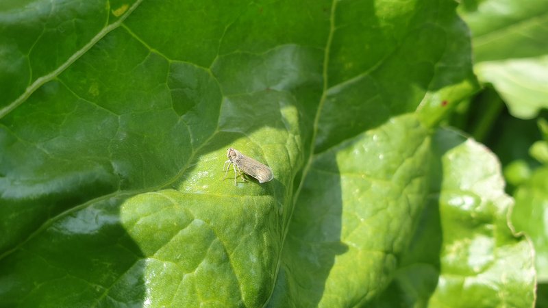 Sie überträgt Krankheiten und sorgt für massive Ernteeinbußen: Die Schilf-Glasflügelzikade. | Bild: Andreas Krumholz/Südzucker AG Sie überträgt Krankheiten und sorgt für massive Ernteeinbußen: Die Schilf-Glasflügelzikade.