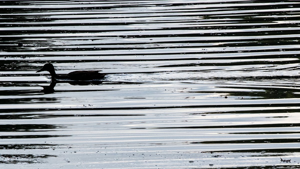 Eine Ente schwimmt in einem Teich (Symbolbild)