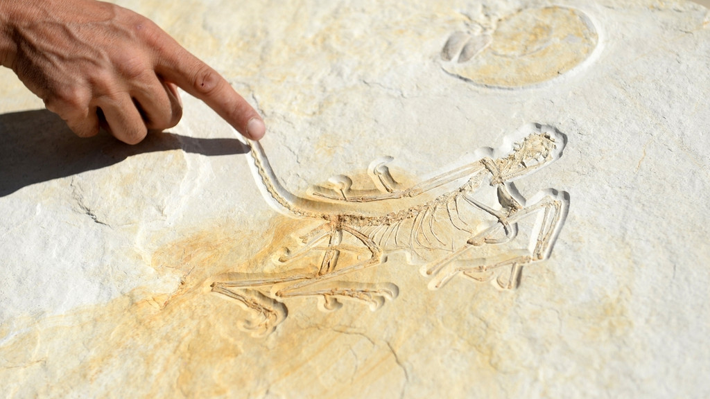 Geologe und Eigentümer Raimund Albersdörfer zeigt im Dinosaurier-Freilichtmuseum den Abdruck eines rund 153 Millionen Jahre alten Urvogels Archaeopteryx.