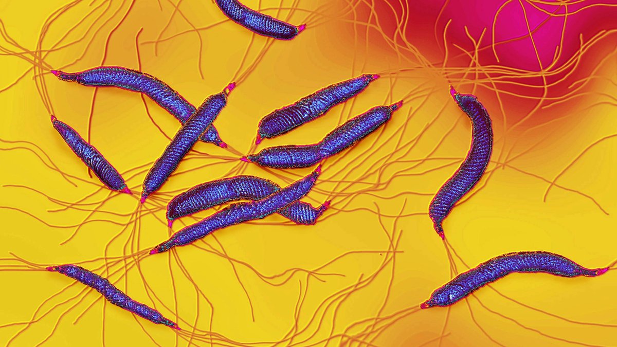 Blau eingefärbter Helicobacter pylori unter einem Mikroskop. Eine Infektion mit dem Bakterium kann zu Magenkrebs führen.