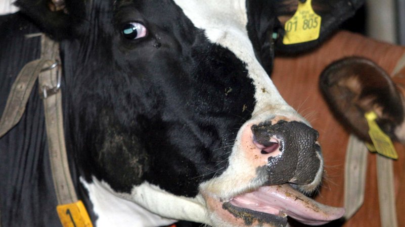 Eine an Blauzungenkrankheit erkrankte Kuh in einem Stall. Im Landkreis Oberallgäu ist ein erster Fall der Blauzungenkrankheit festgestellt worden (Symbolbild). | Bild: Ralf Roeger/dpa Eine an Blauzungenkrankheit erkrankte Kuh in einem Stall. Im Landkreis Oberallgäu ist ein erster Fall der Blauzungenkrankheit festgestellt worden (Symbolbild).