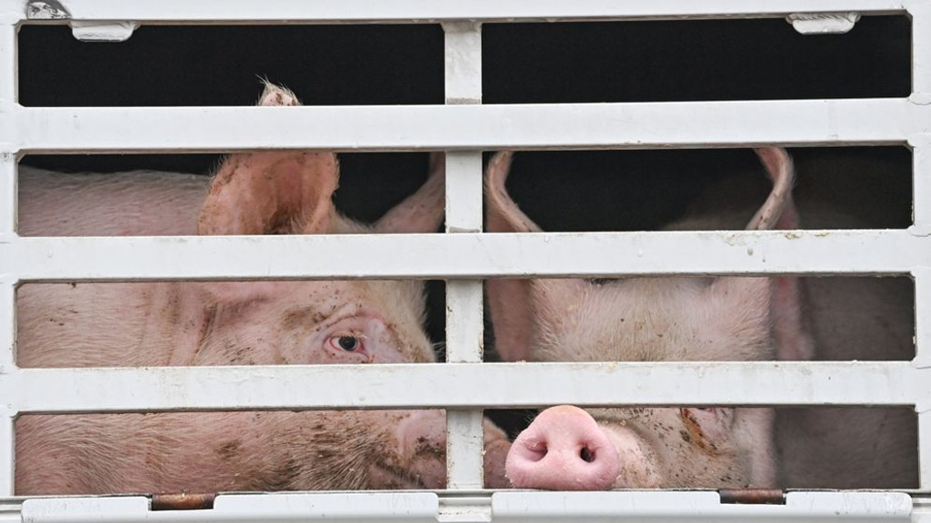 Schweine im Viehtransporter auf dem Weg zum Schlachthof (Symbolbild).