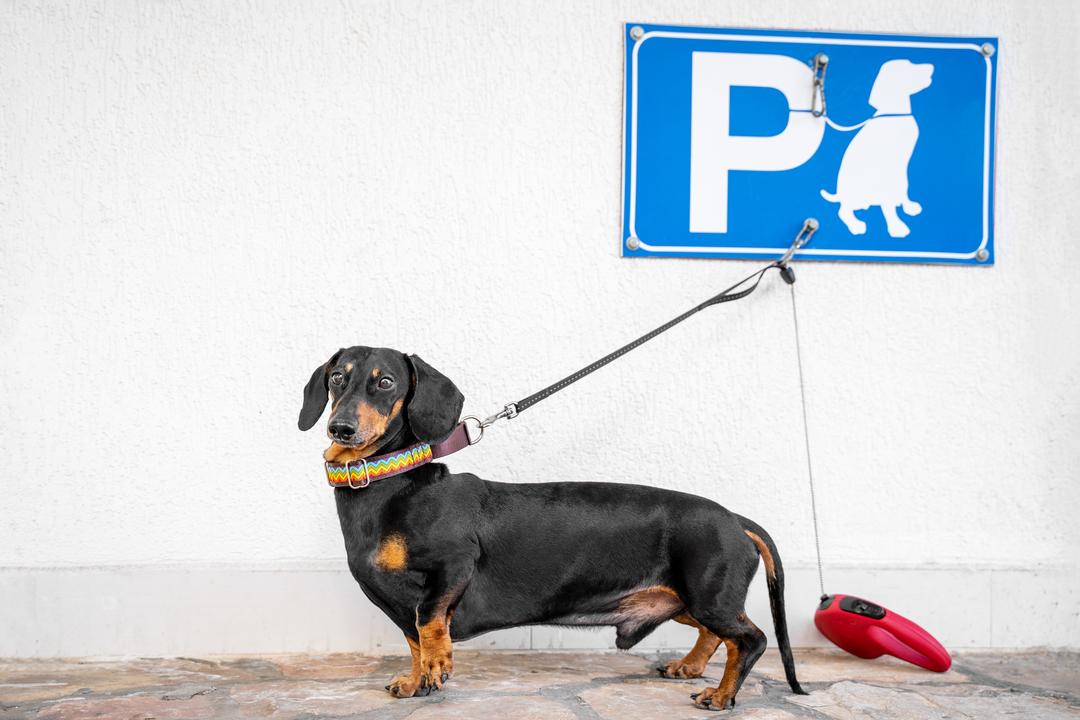 Dackel wartet angeleint vor einer weißen Wand und einem Parkschild für Hunde