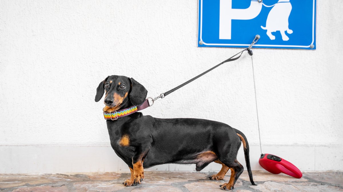 Dackel wartet angeleint vor einer weißen Wand und einem Parkschild für Hunde