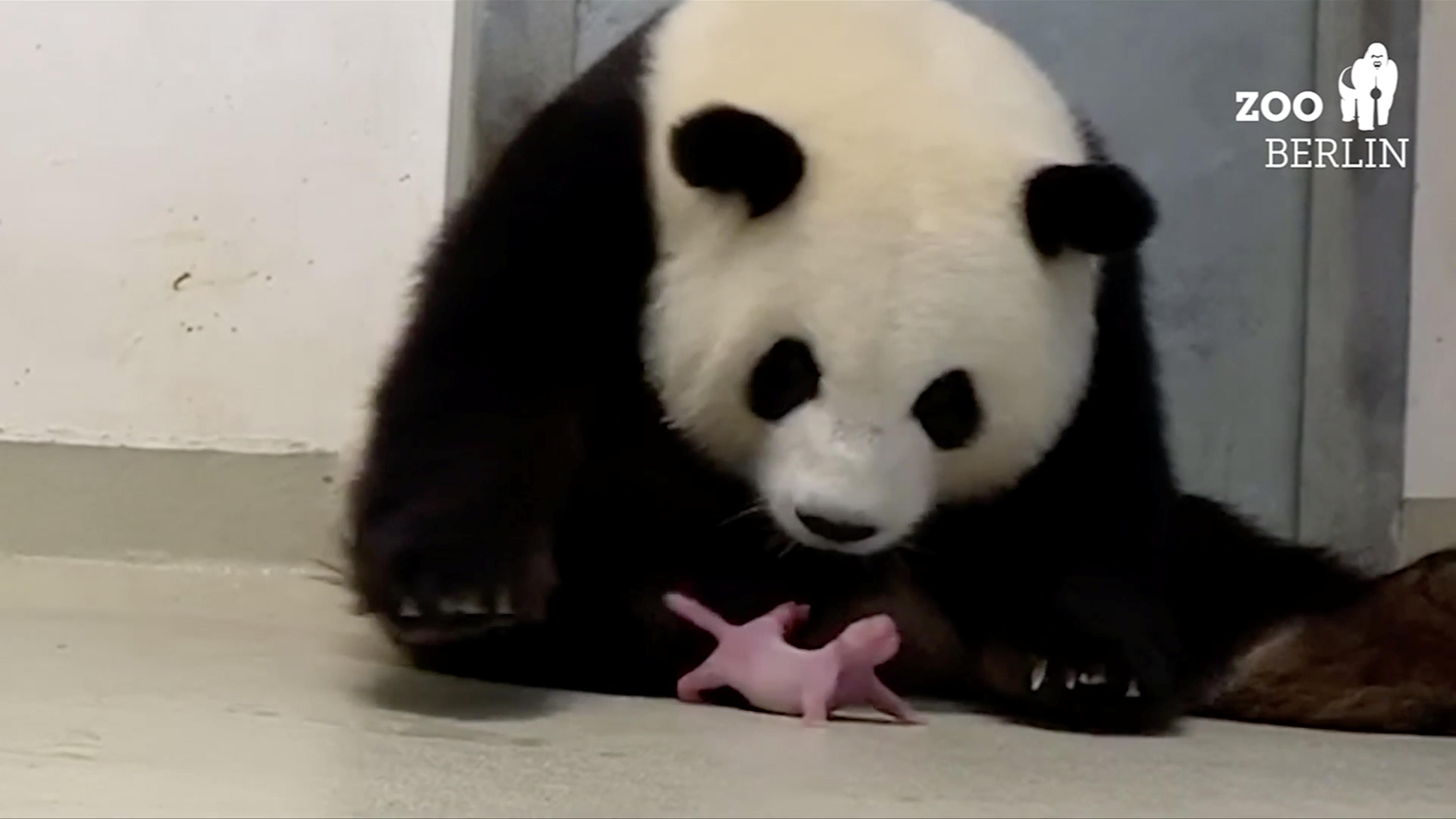 Pandabären Deutschland Pandabären Deutschland