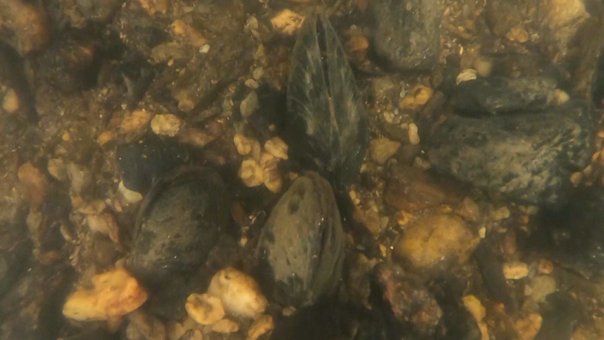 Zwischen Steinen und Kiesel liegen Flussperlmuscheln in einem Bach.