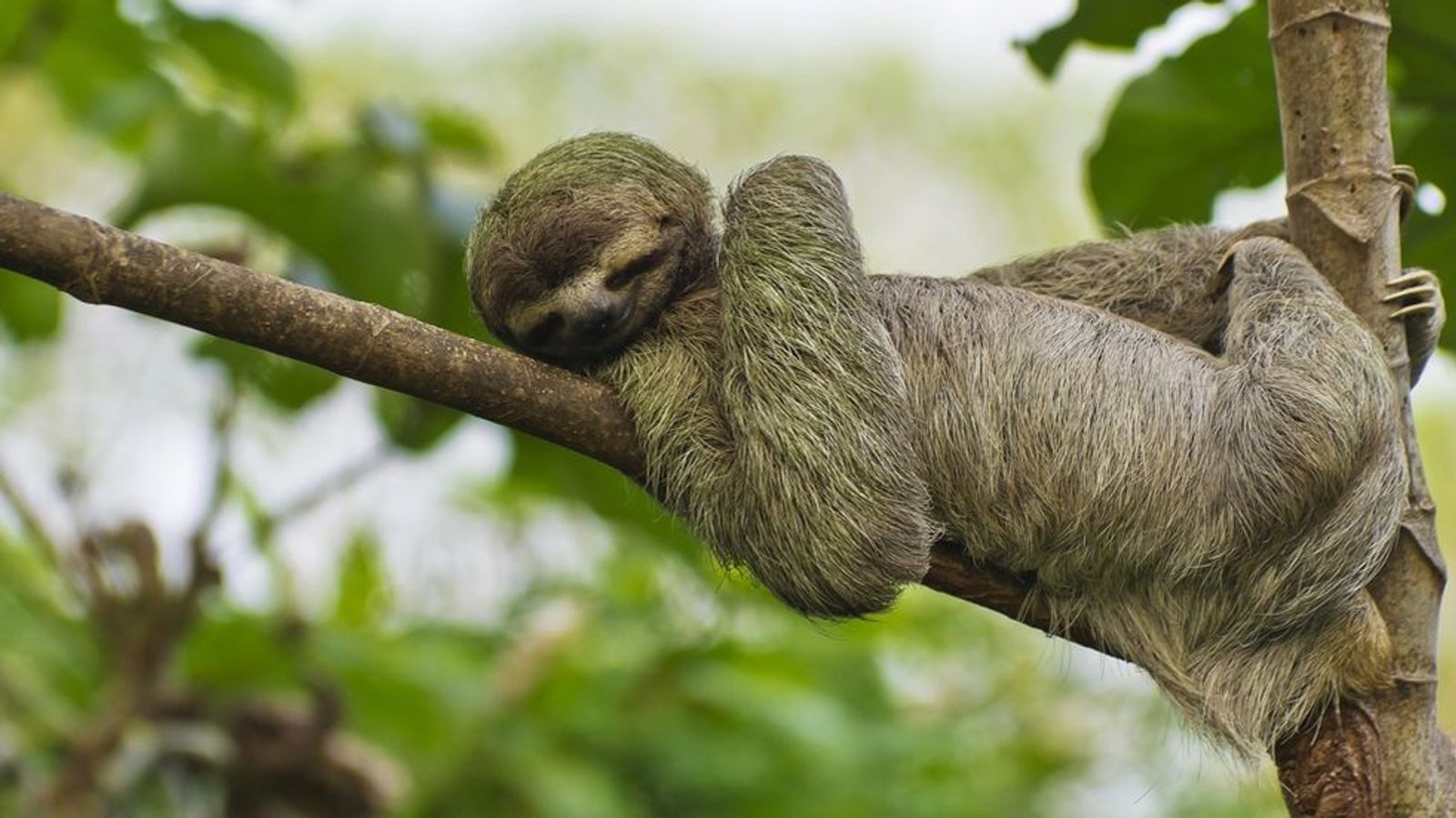 Weltfaultiertag Weist Auf Die Gefahrdung Der Faultiere Hin Br24
