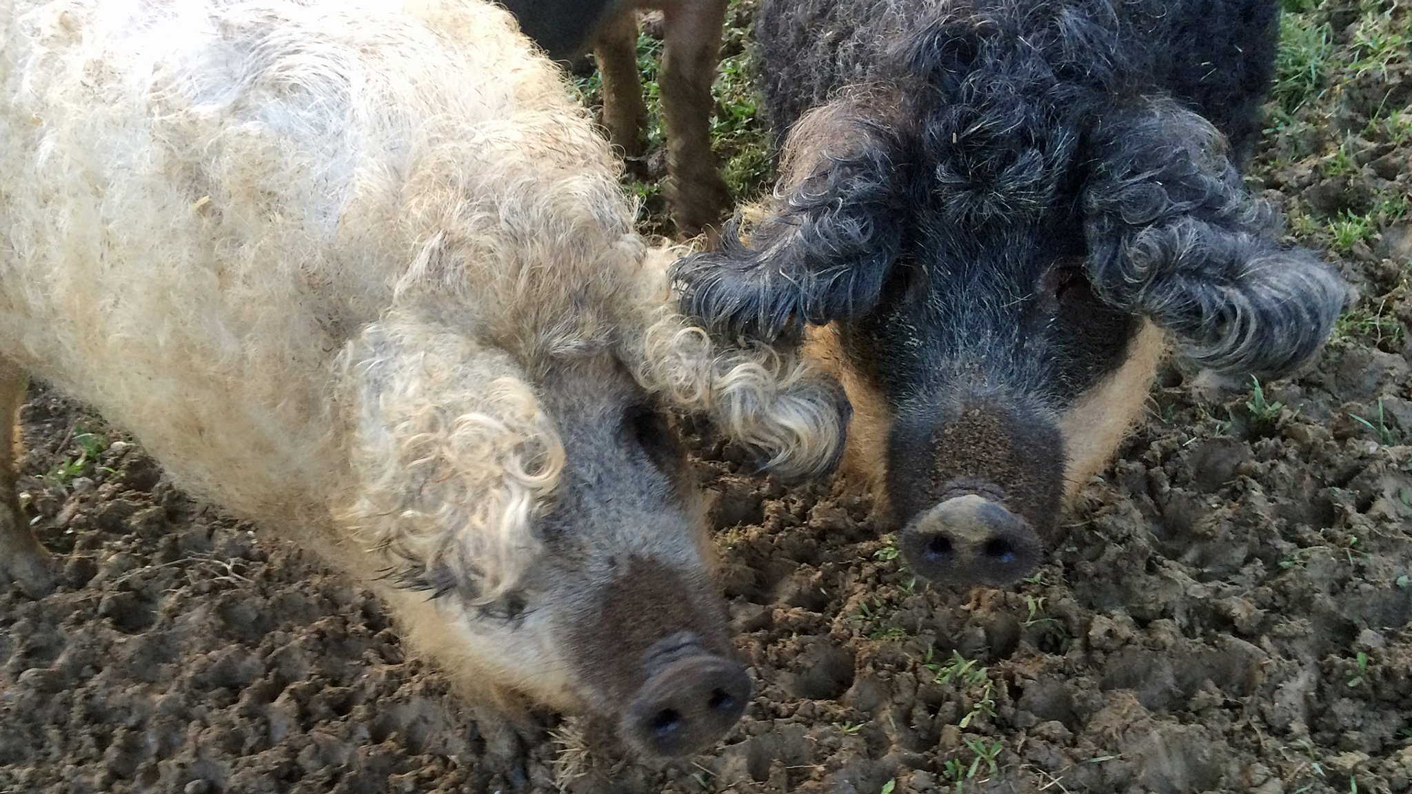 Rarität aus Bayern - das schwalbenbäuchige Wollschwein 