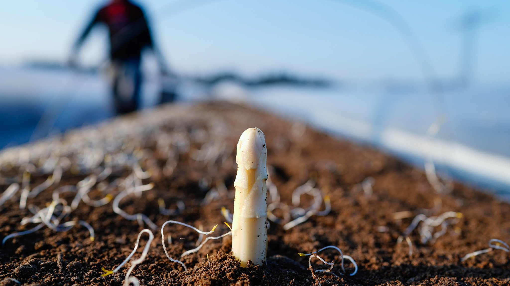 Ein Arbeiter sticht Spargelstangen auf einem Spargelfeld (Symbolbild)